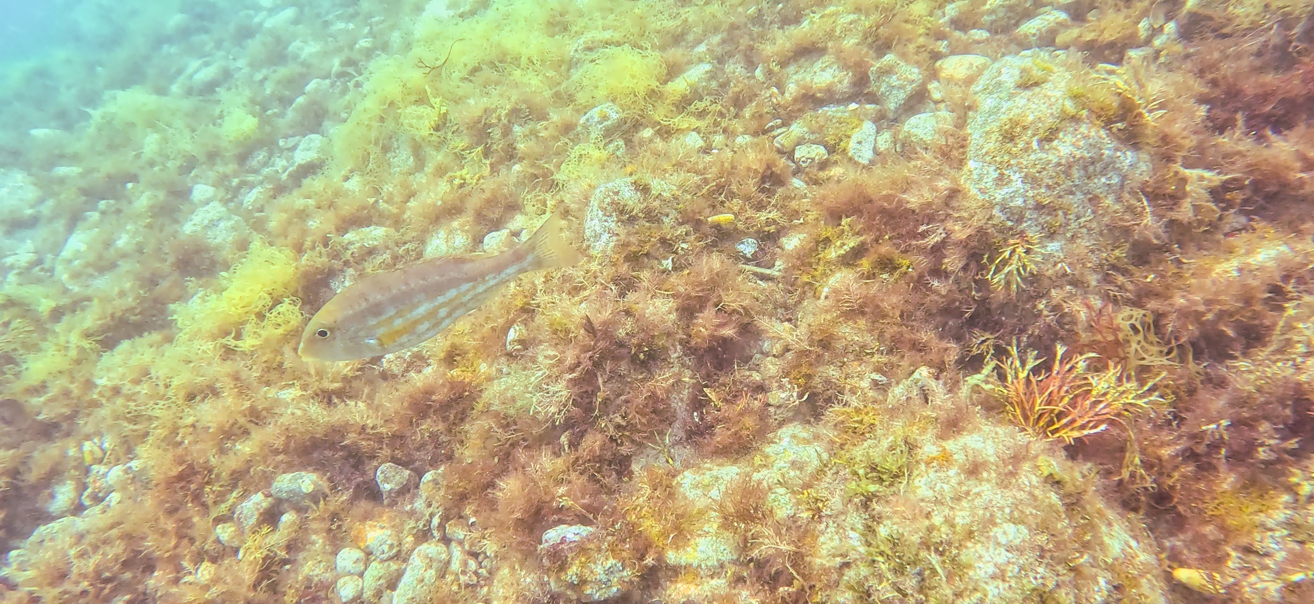 獅子浜 ( Shishihama ) 20250706