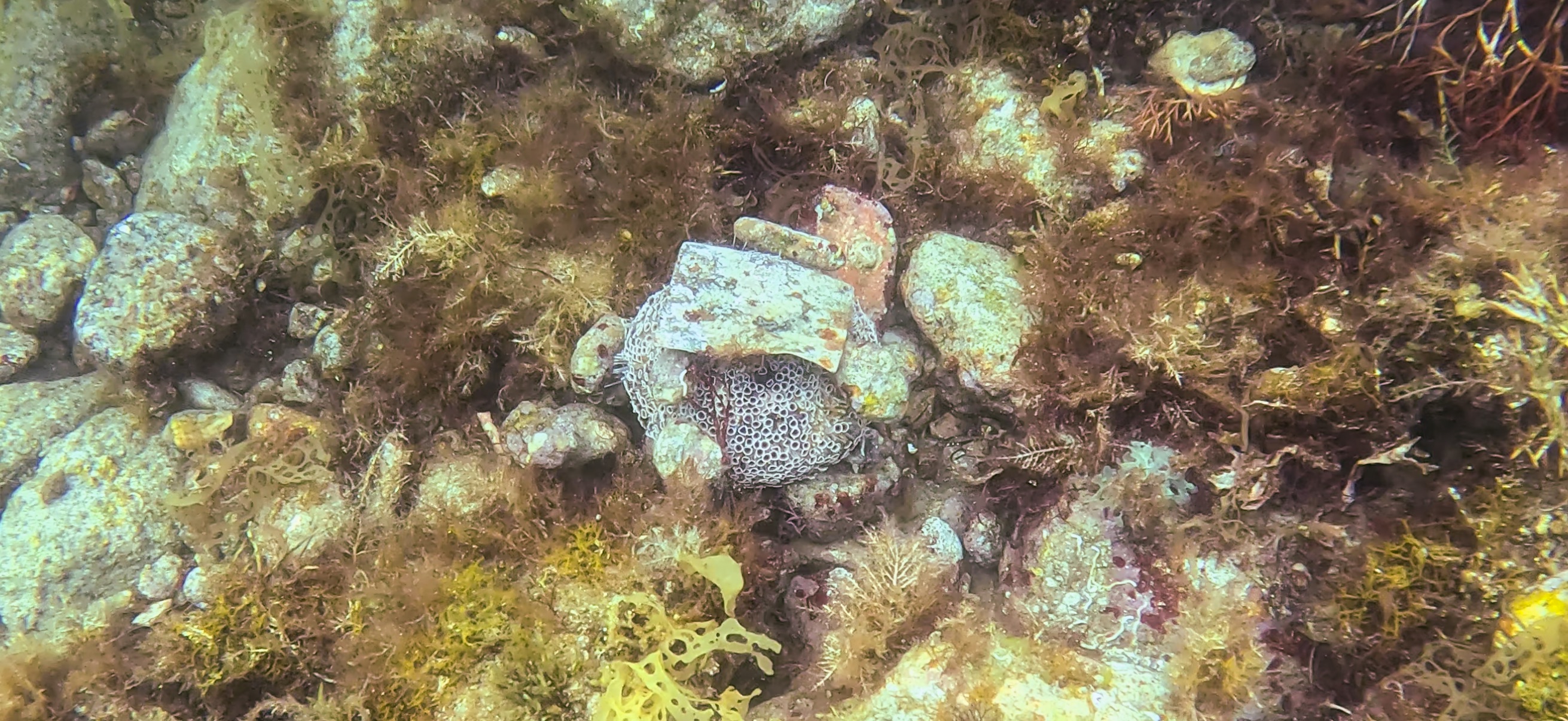 ラッパウニ 獅子浜 ( Shishihama ) 20250706