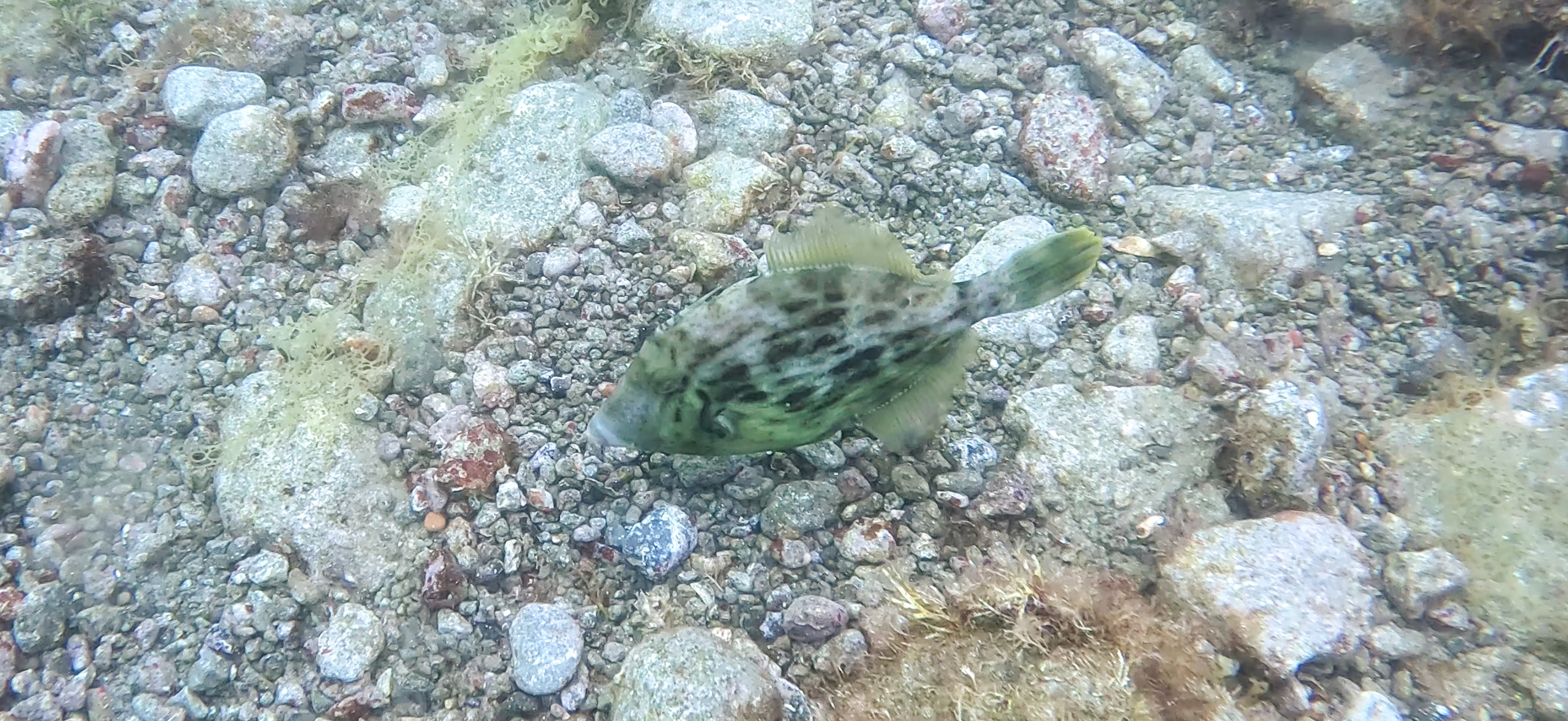 カワハギ 獅子浜 ( Shishihama ) 20250706