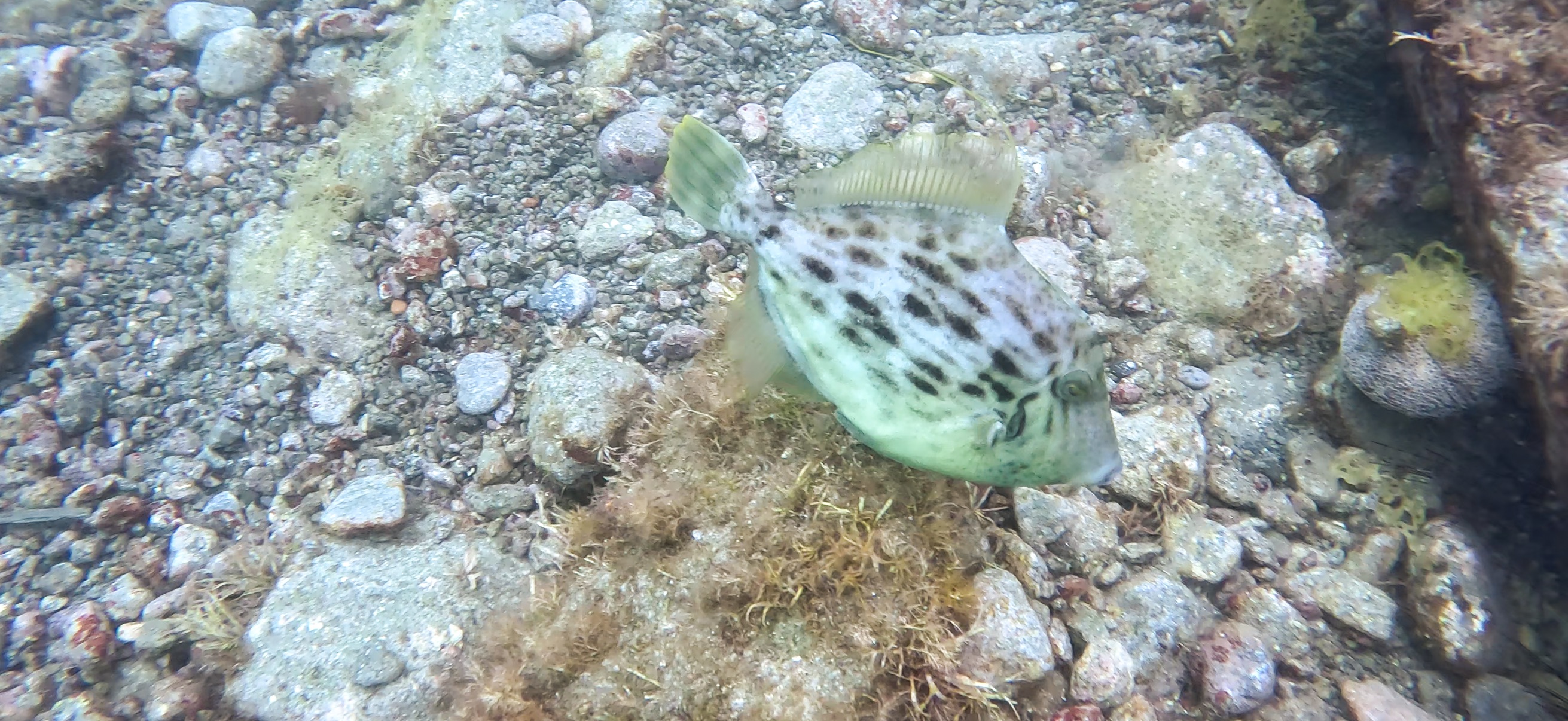 カワハギ 獅子浜 ( Shishihama ) 20250706