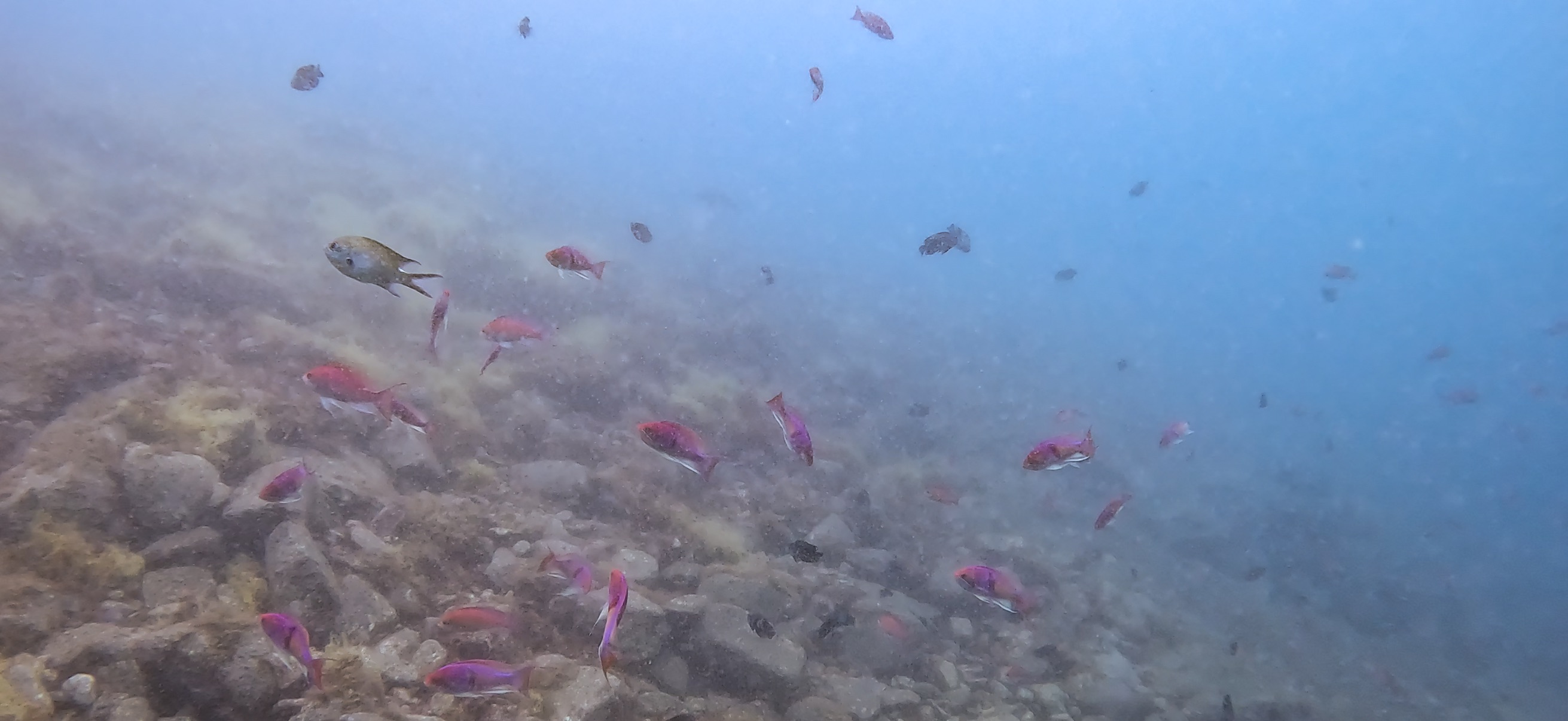 獅子浜 ( Shishihama ) 20250706