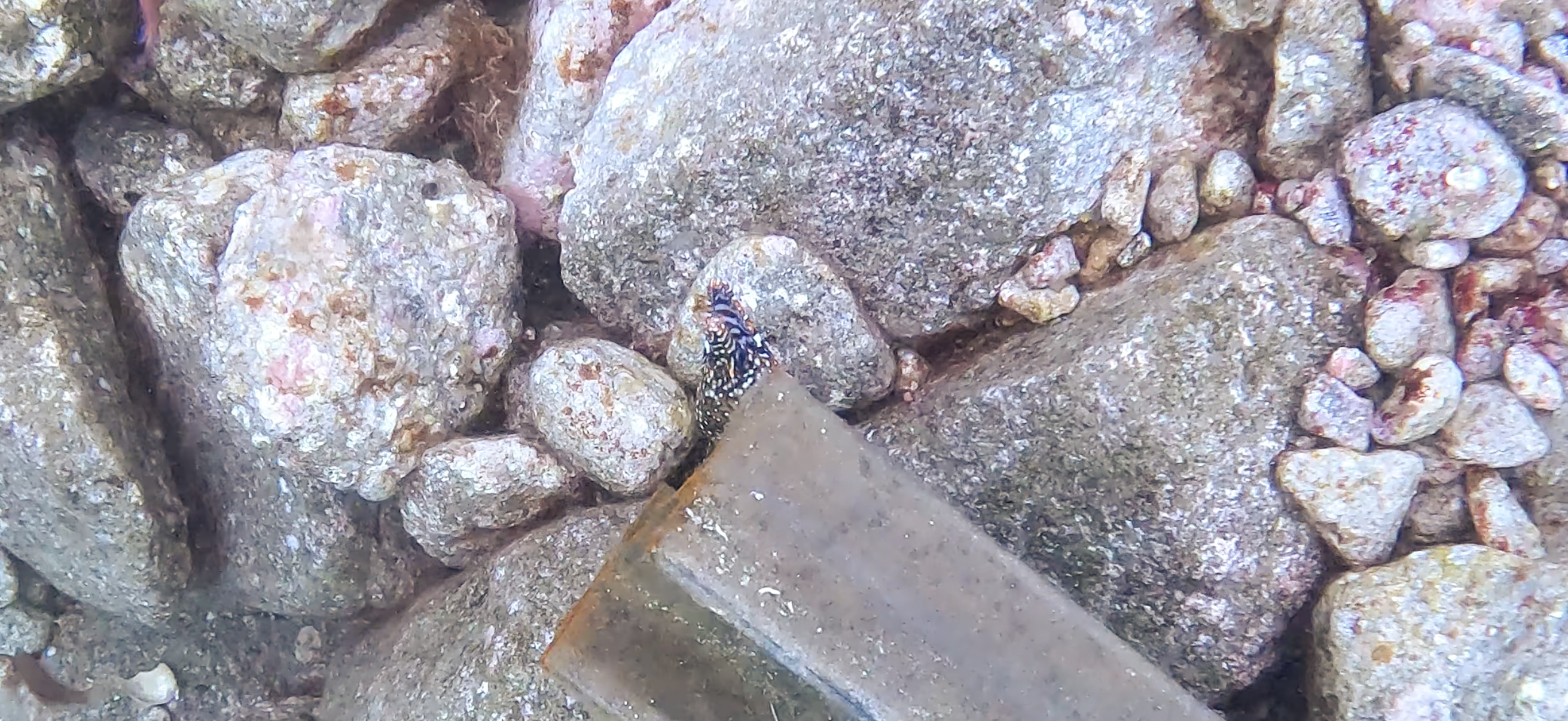 トラウツボ 獅子浜 ( Shishihama ) 20250706