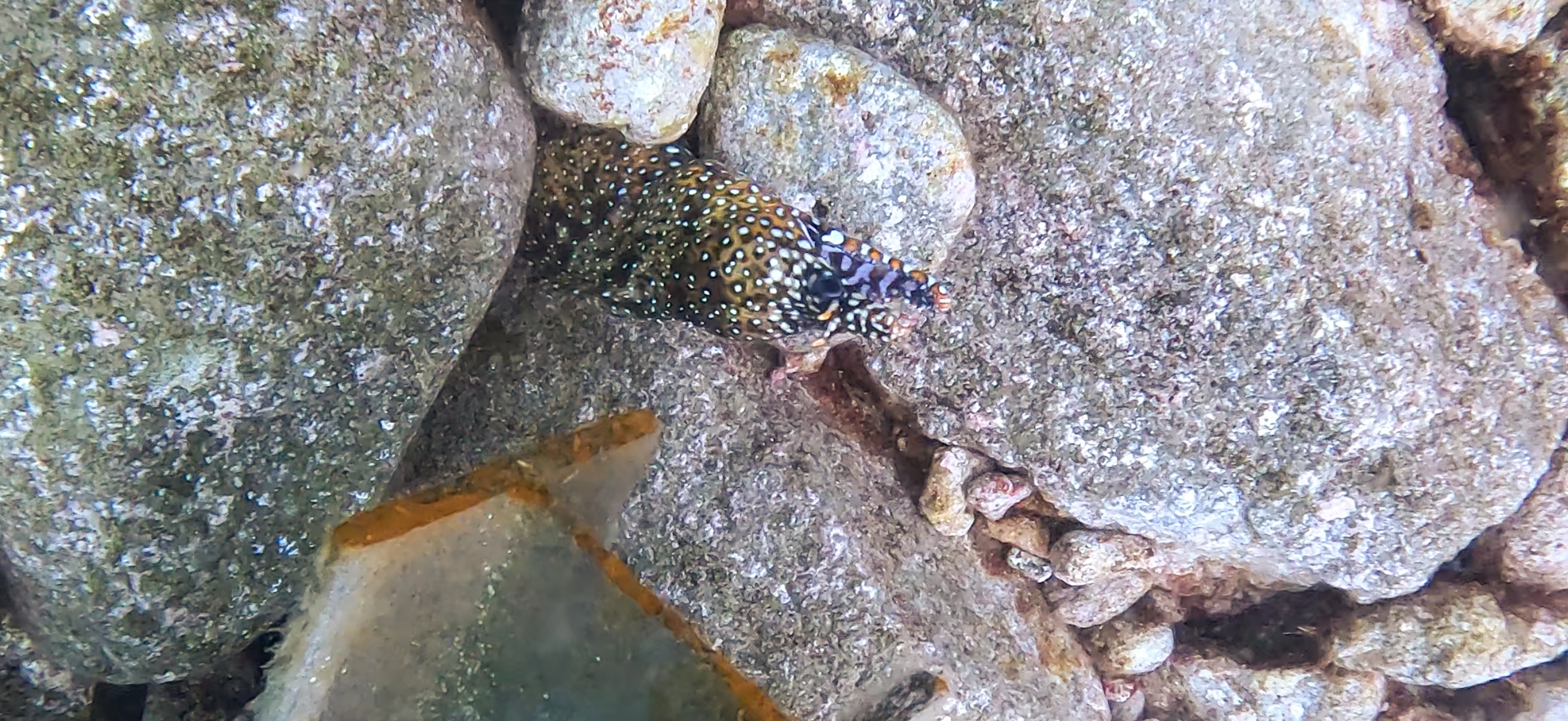 トラウツボ 獅子浜 ( Shishihama ) 20250706