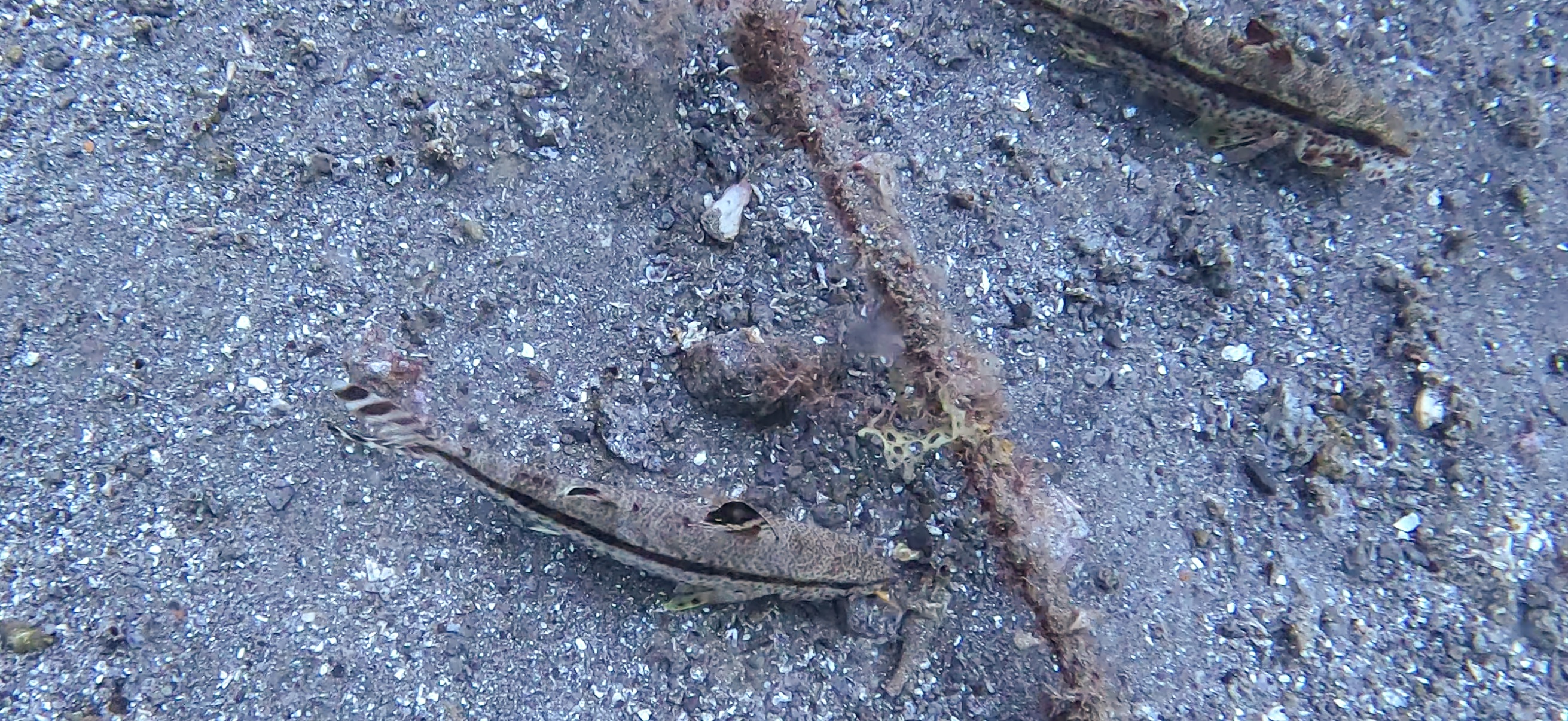 ヨメヒメジ 獅子浜 ( Shishihama ) 20250706