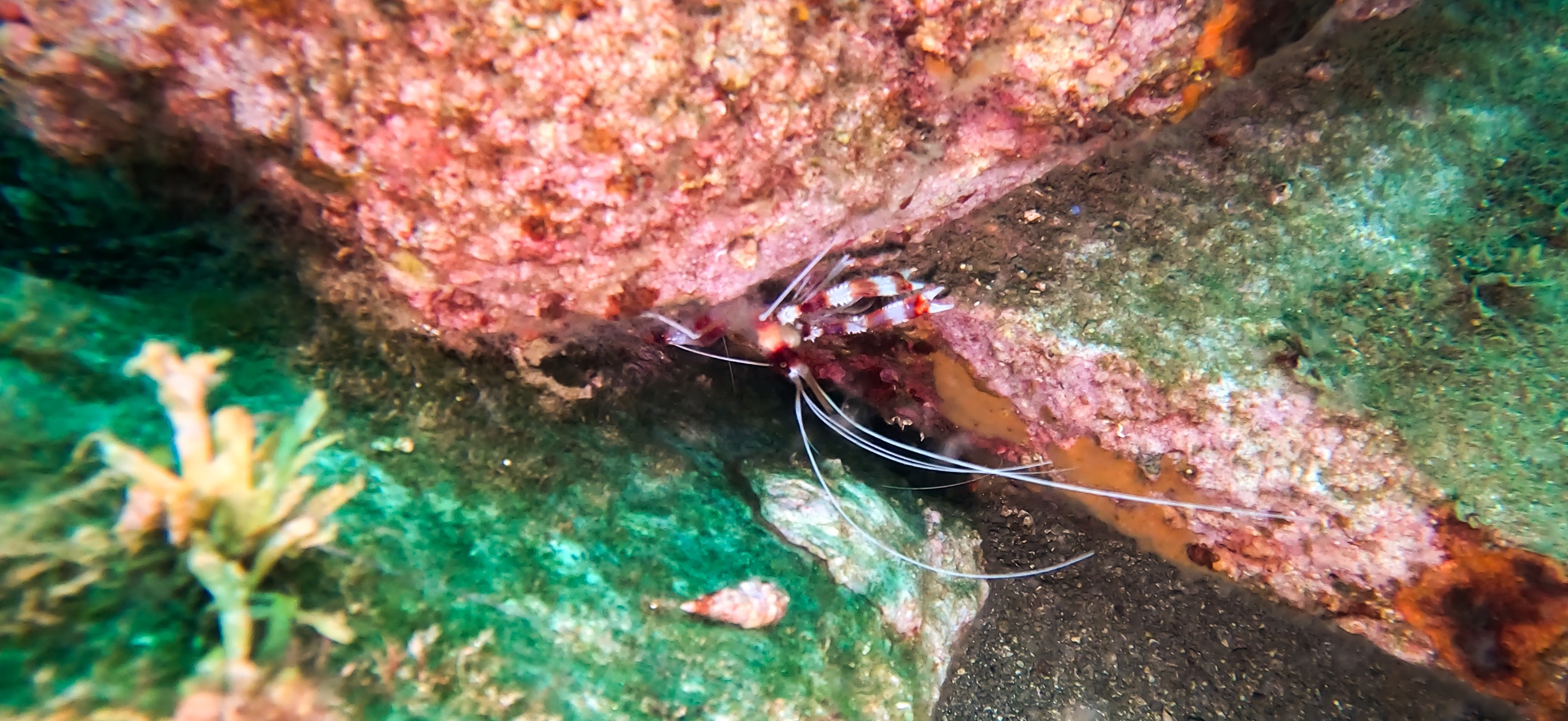 オトヒメエビ 獅子浜 ( Shishihama ) 20250706