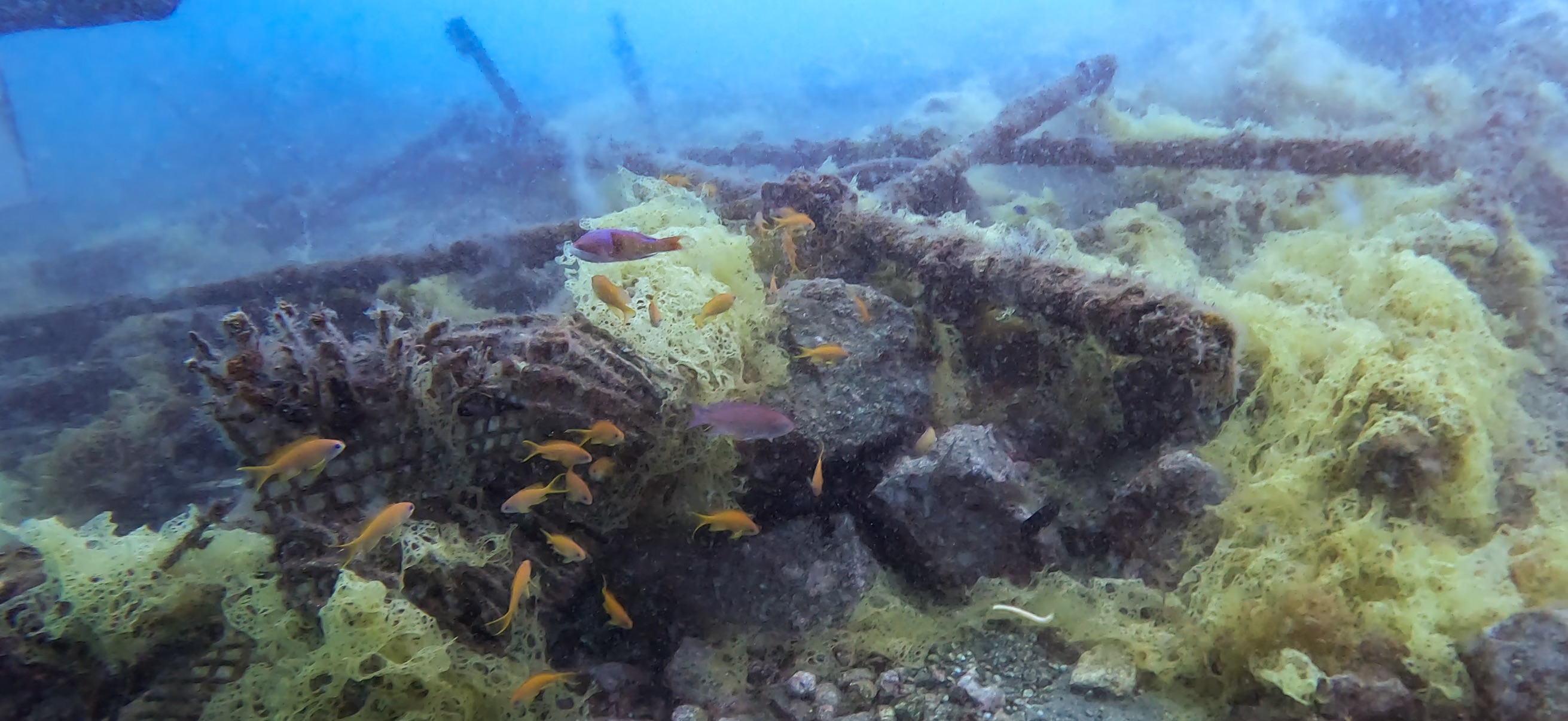 獅子浜 ( Shishihama ) 20250706