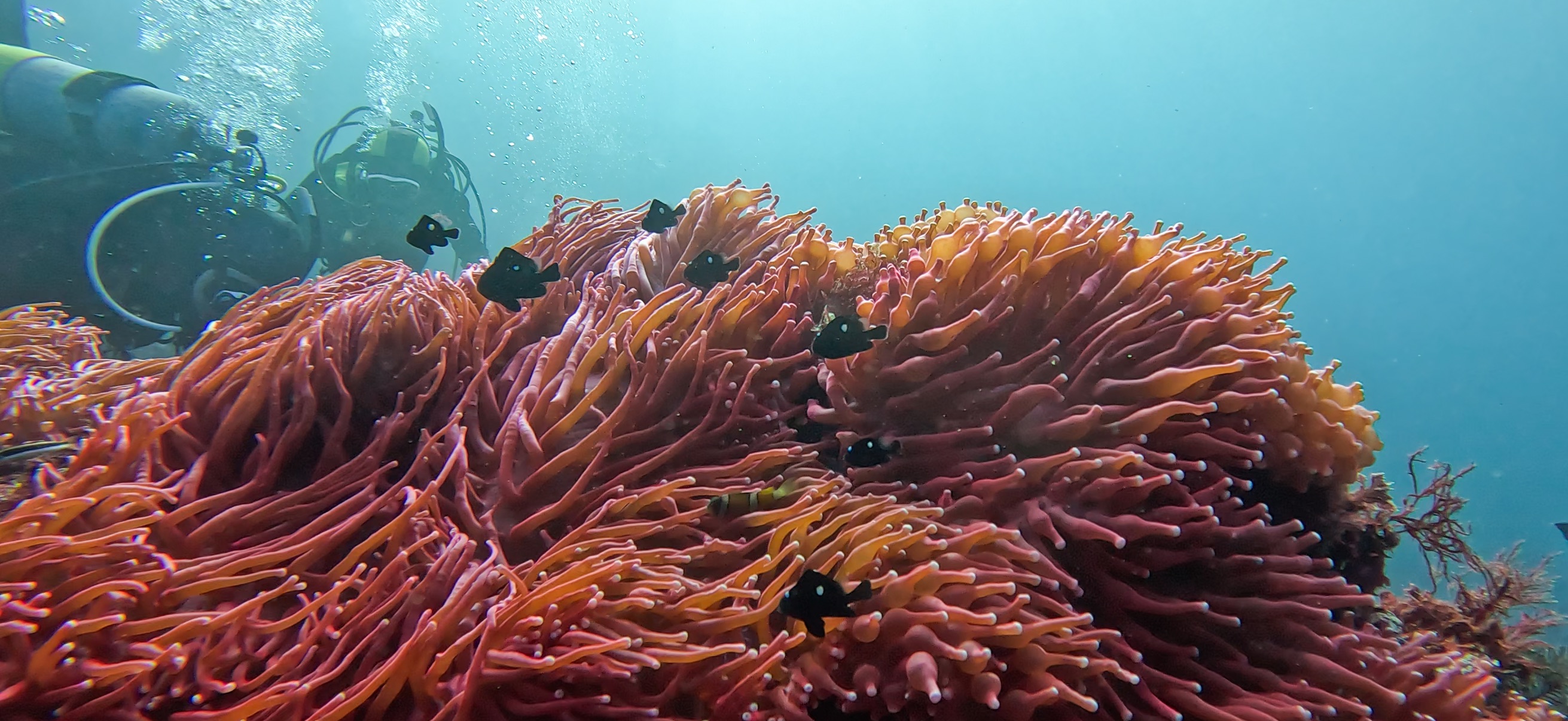 ミツボシクロスズメダイ 伊豆大島 ( Oshima ) でダイビング 20260221-20260223