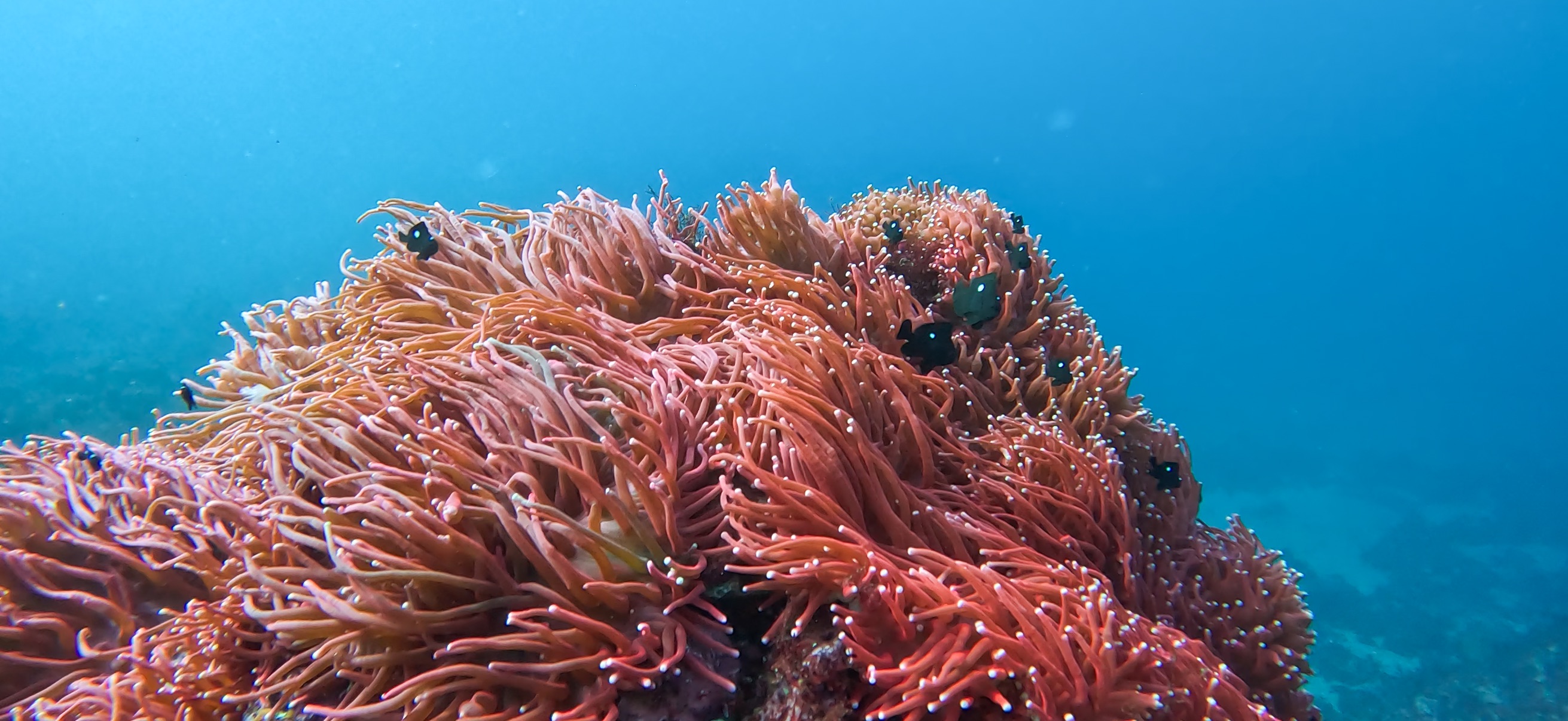 ミツボシクロスズメダイ 伊豆大島 ( Oshima ) でダイビング 20260221-20260223