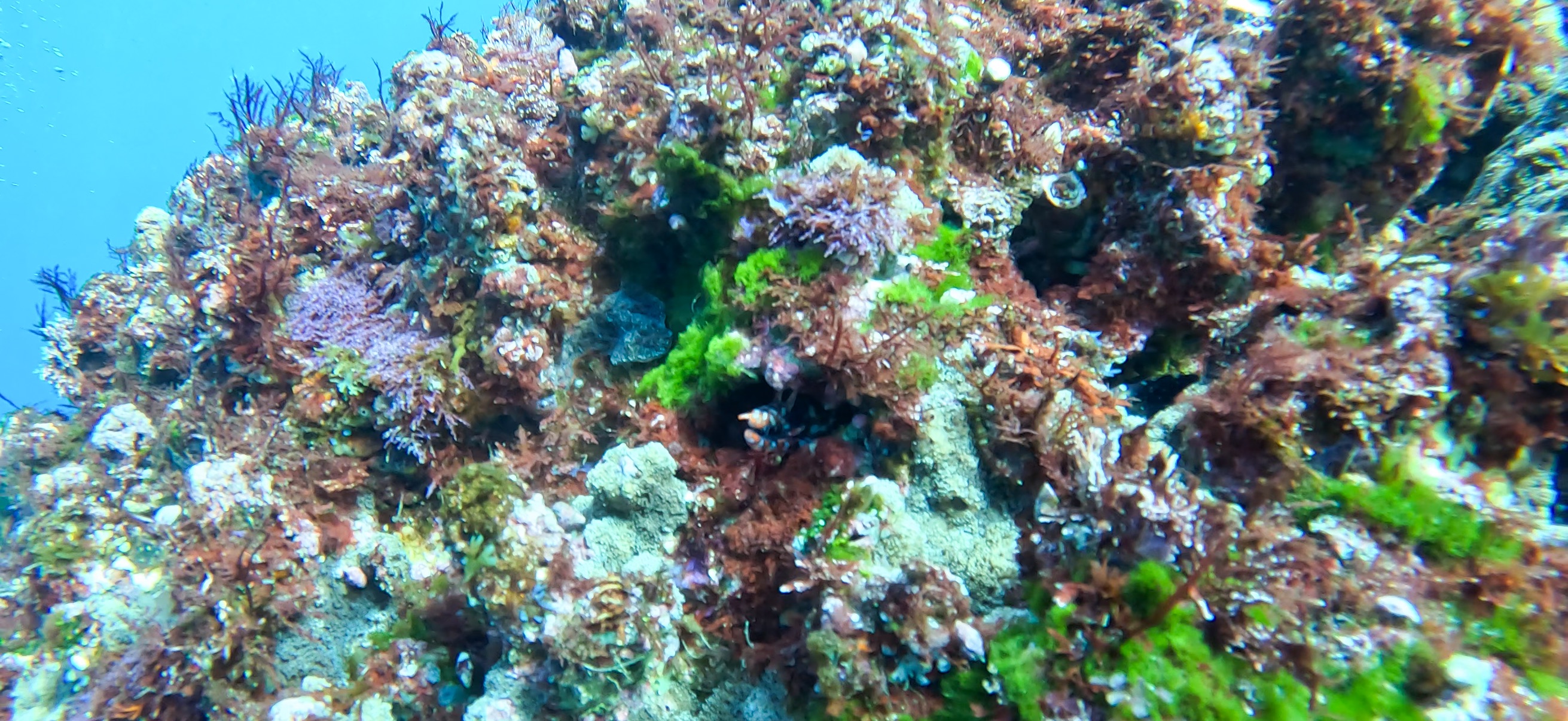 トラウツボ 伊豆大島 ( Oshima ) でダイビング 20260221-20260223