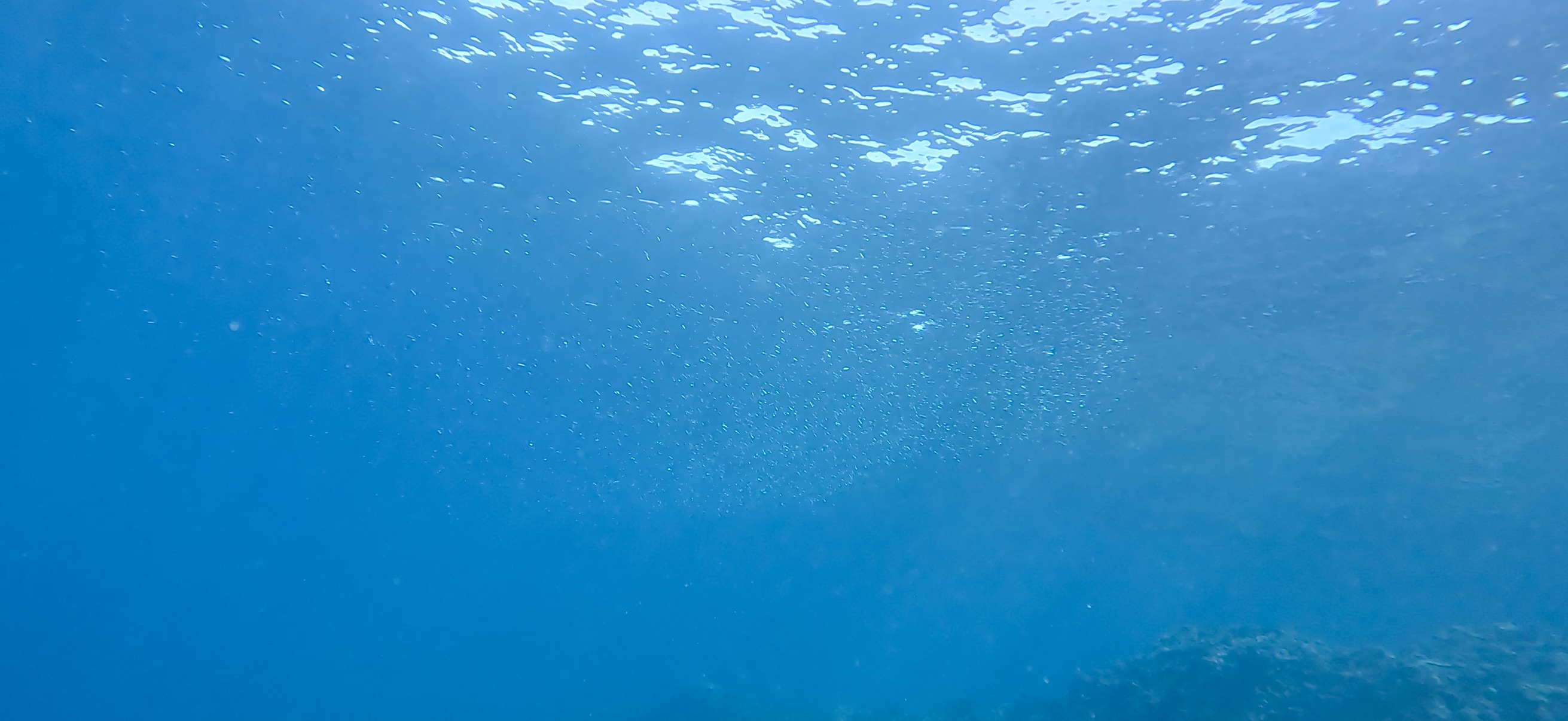 魚の群れ 伊豆大島 ( Oshima ) でダイビング 20260221-20260223