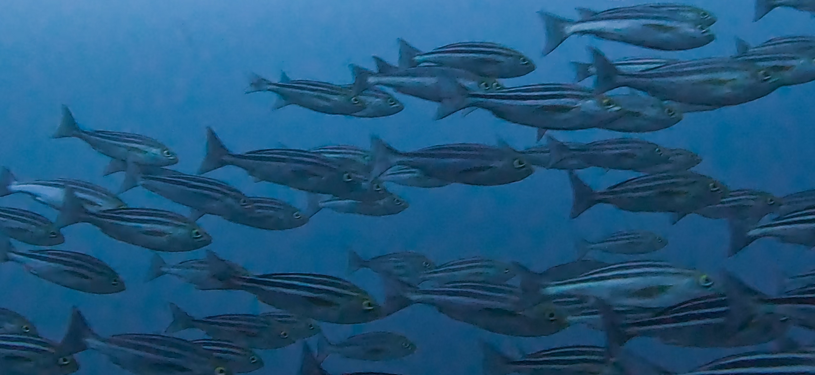 イサキの群れ 伊豆大島 ( Oshima ) でダイビング 20260221-20260223