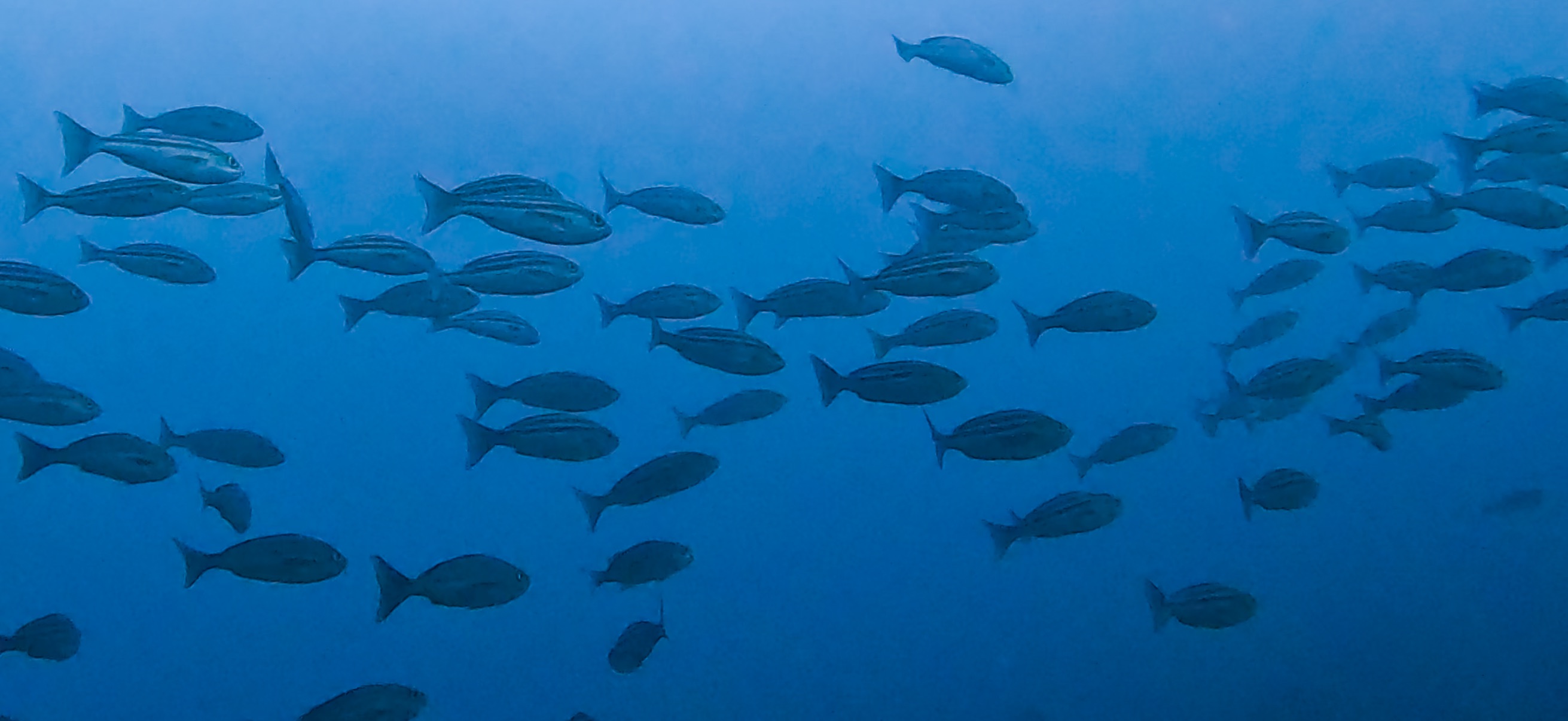 イサキの群れ 伊豆大島 ( Oshima ) でダイビング 20260221-20260223