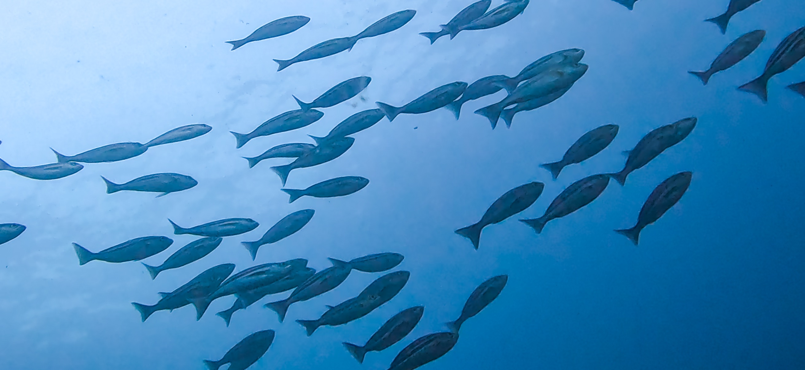 イサキの群れ 伊豆大島 ( Oshima ) でダイビング 20260221-20260223