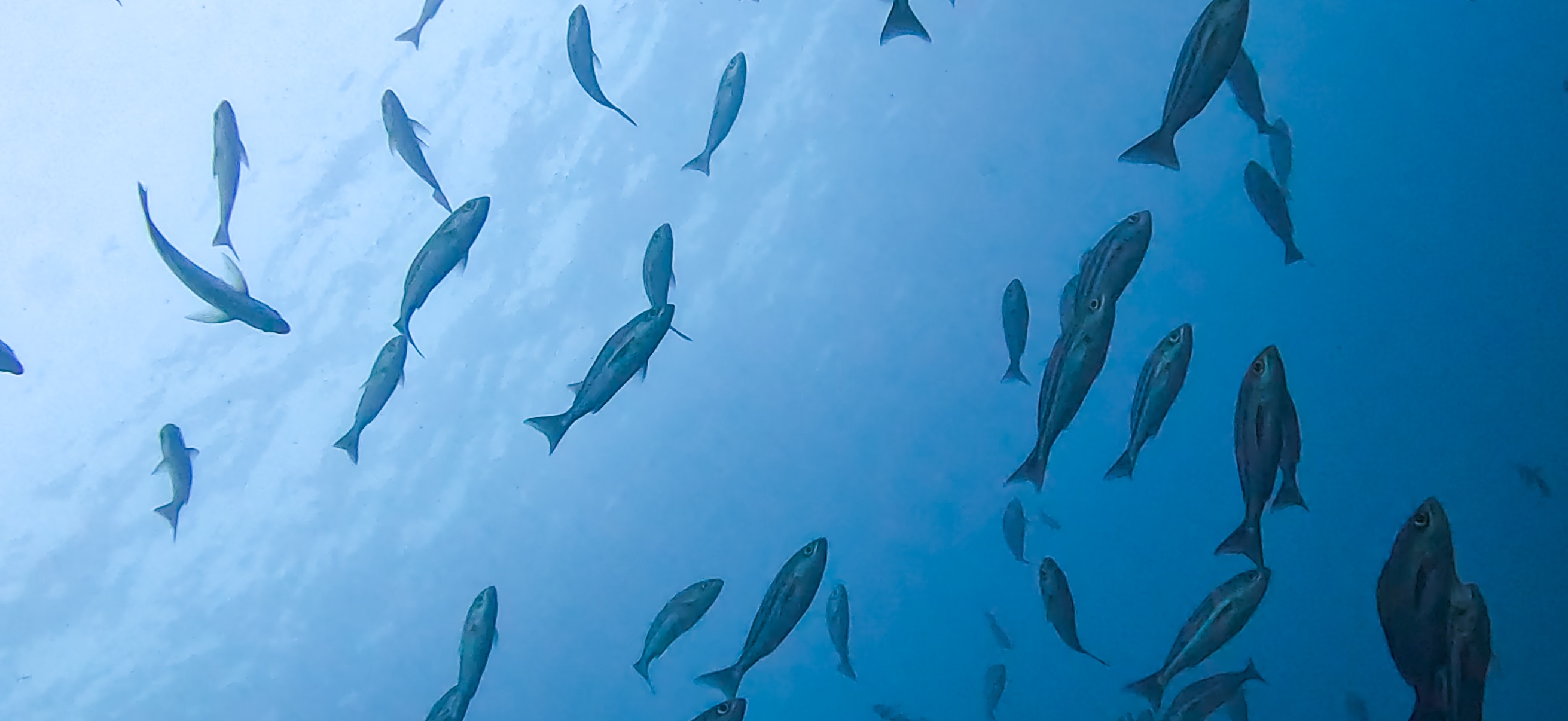 イサキの群れ 伊豆大島 ( Oshima ) でダイビング 20260221-20260223