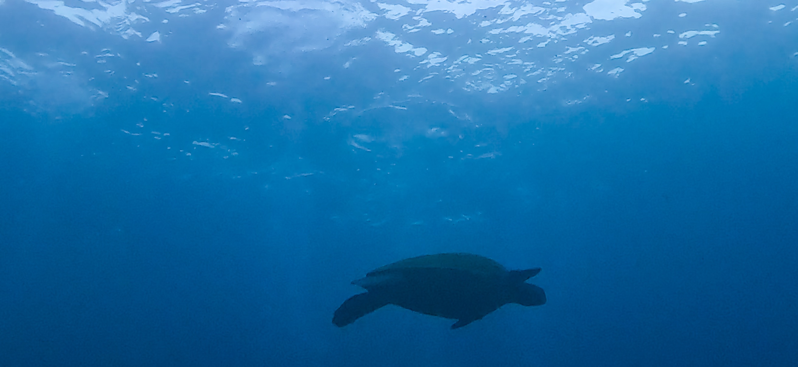 ウミガメ 伊豆大島 ( Oshima ) でダイビング 20260221-20260223