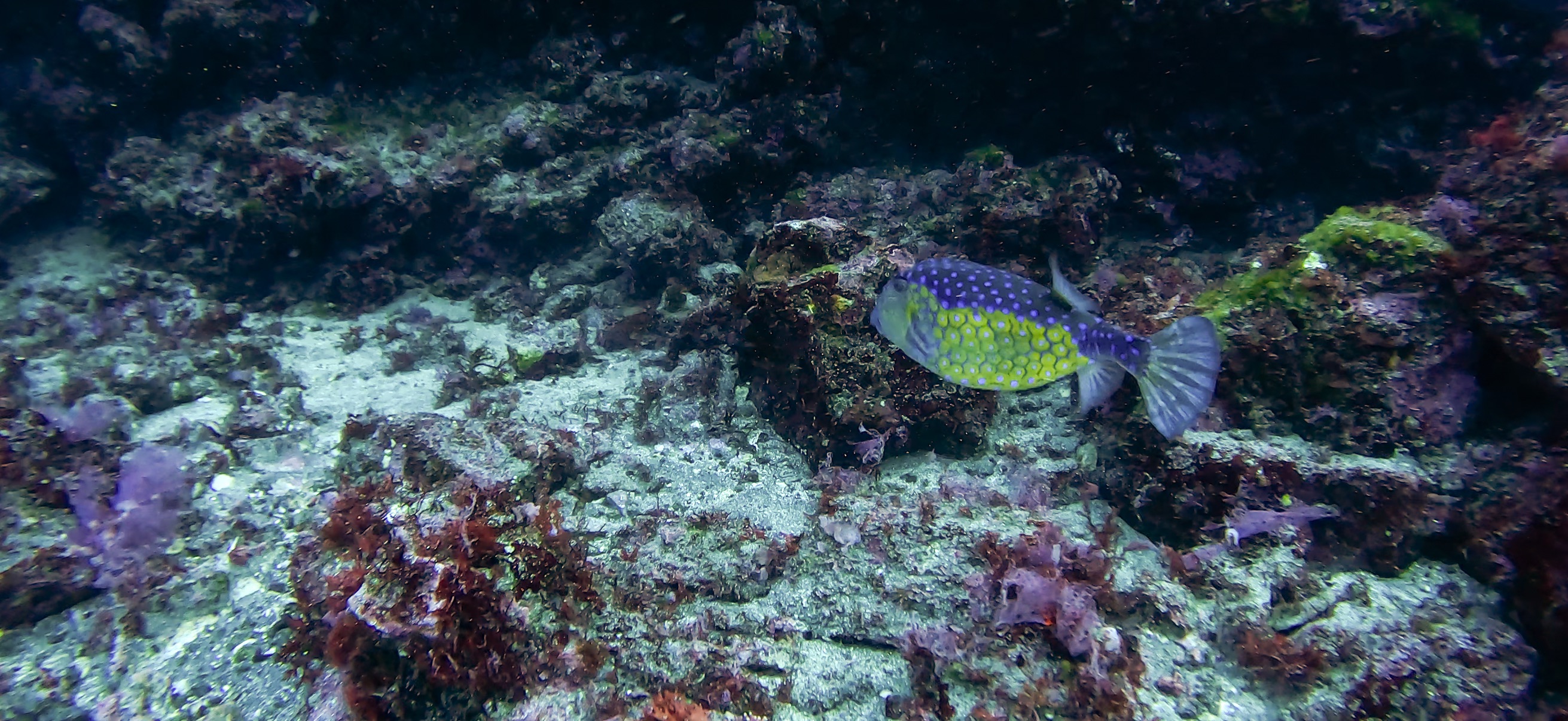 ハコフグ 伊豆大島 ( Oshima ) でダイビング 20260221-20260223