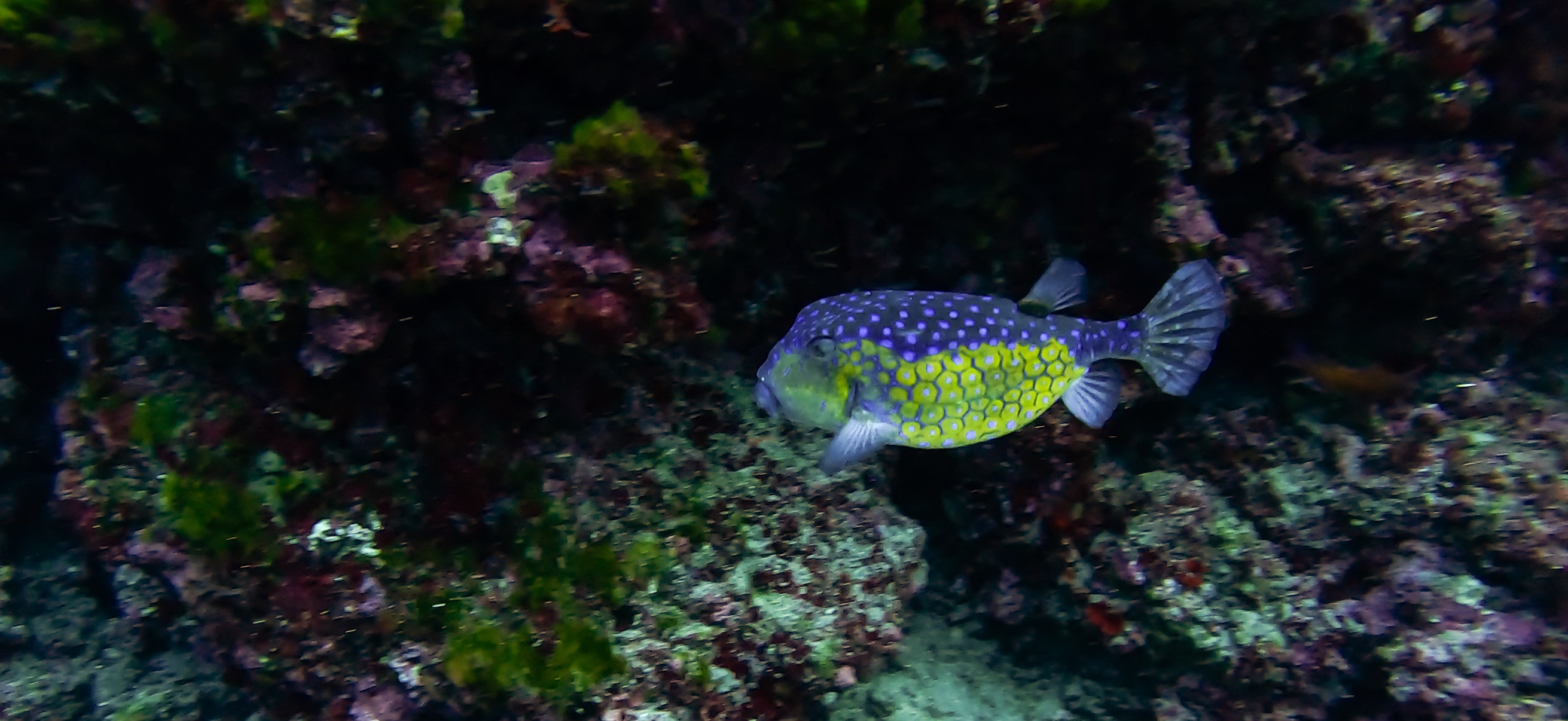ハコフグ 伊豆大島 ( Oshima ) でダイビング 20260221-20260223