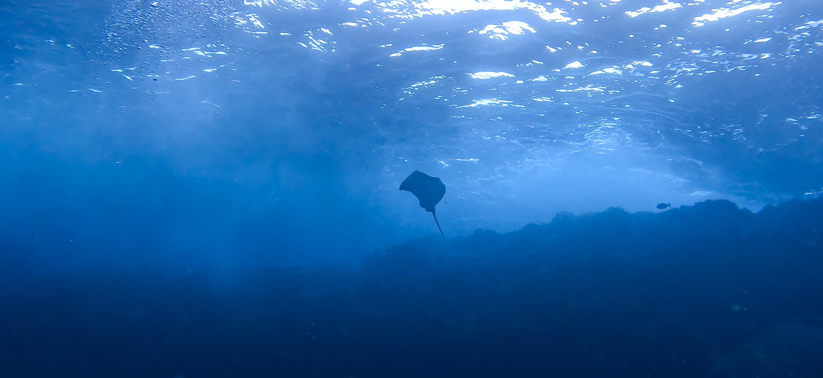 アカエイ 伊豆大島 ( Oshima ) でダイビング 20260221-20260223