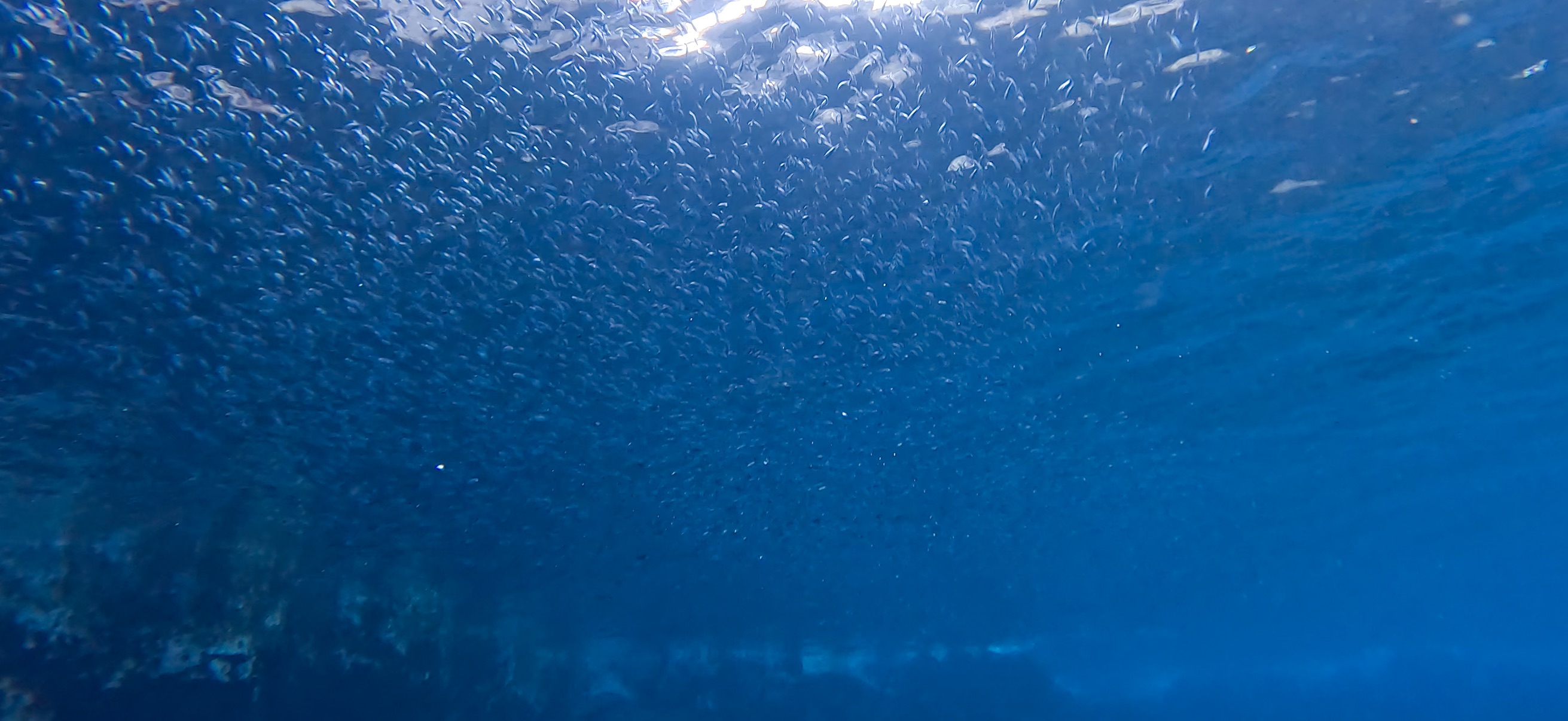 伊豆大島 ( Oshima ) でダイビング 20260221-20260223