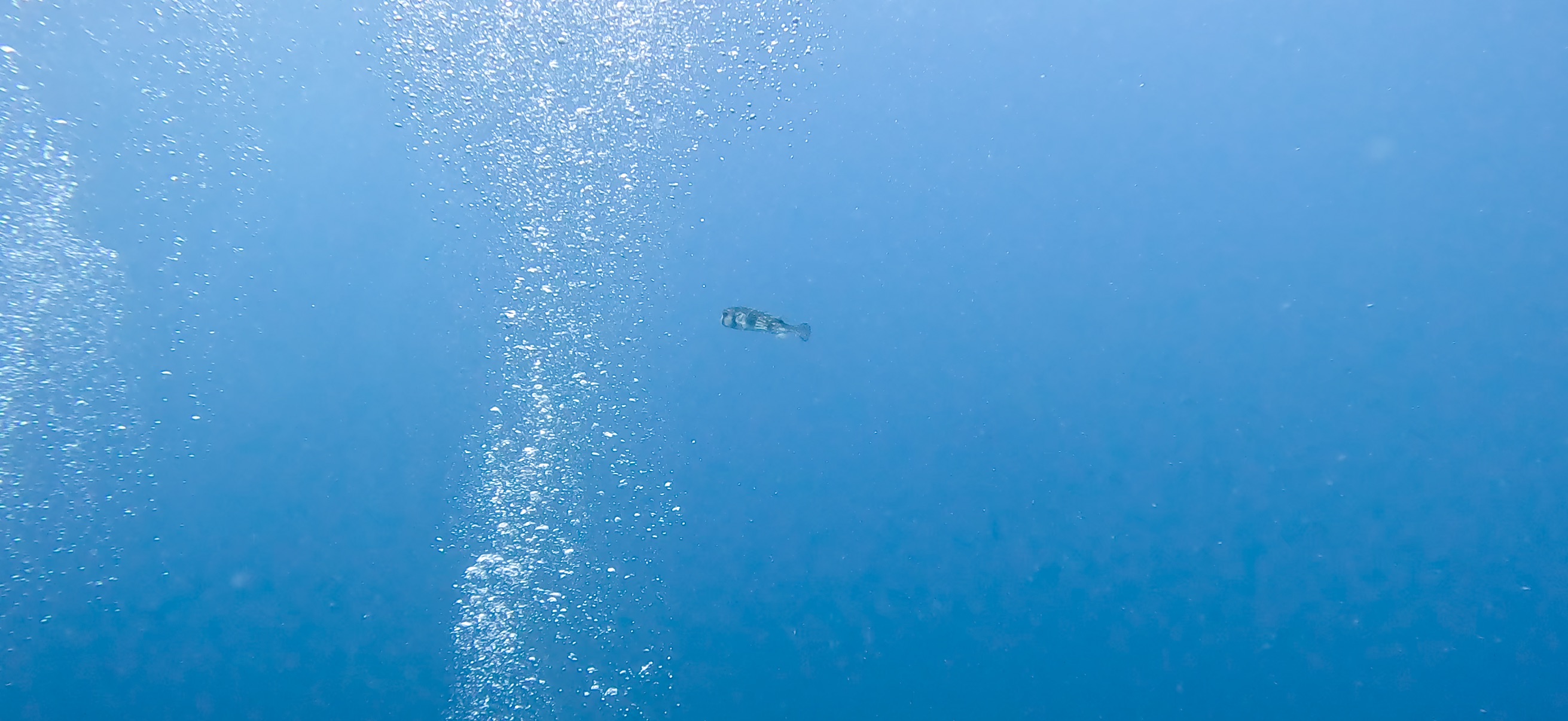 イシガキフグ 伊豆大島 ( Oshima ) でダイビング 20260221-20260223