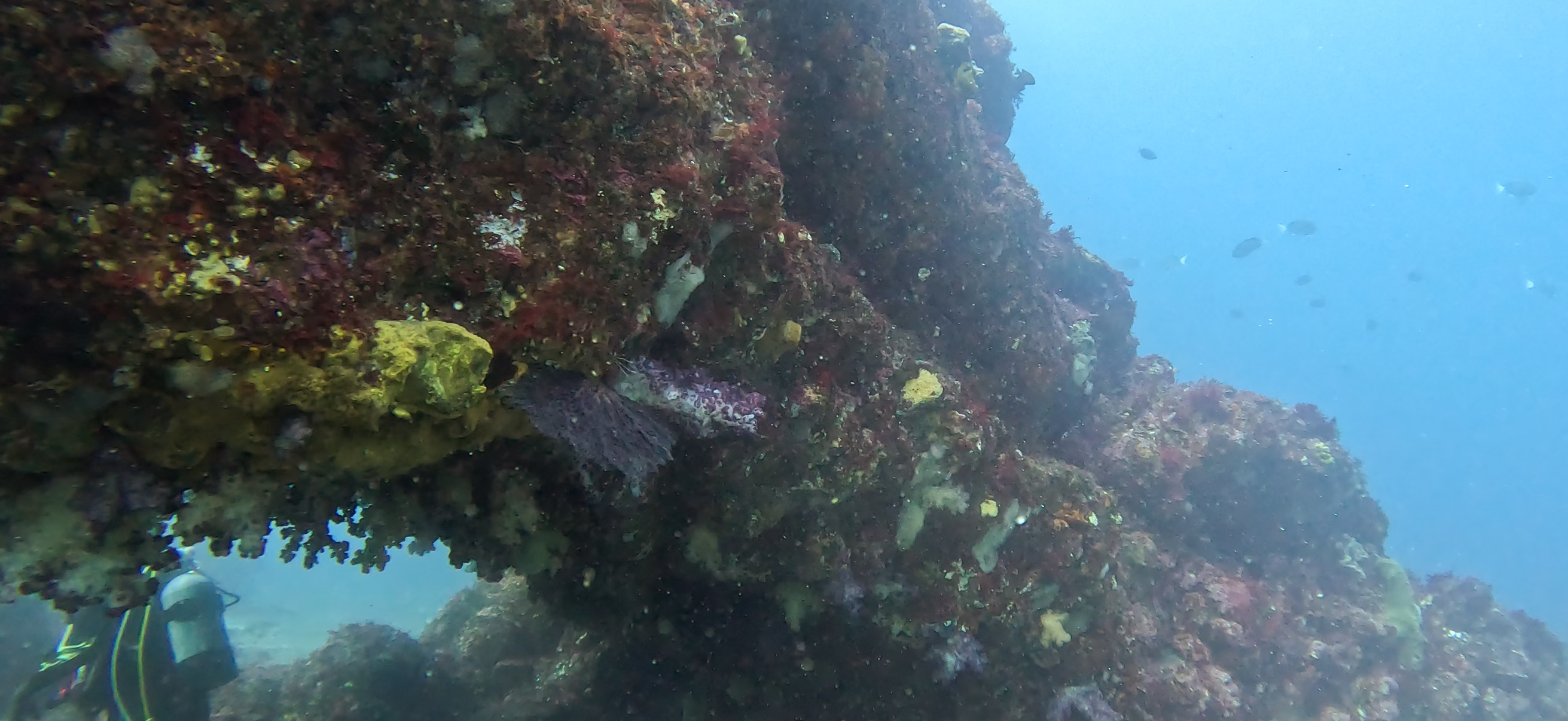 伊豆大島 ( Oshima ) でダイビング 20260221-20260223