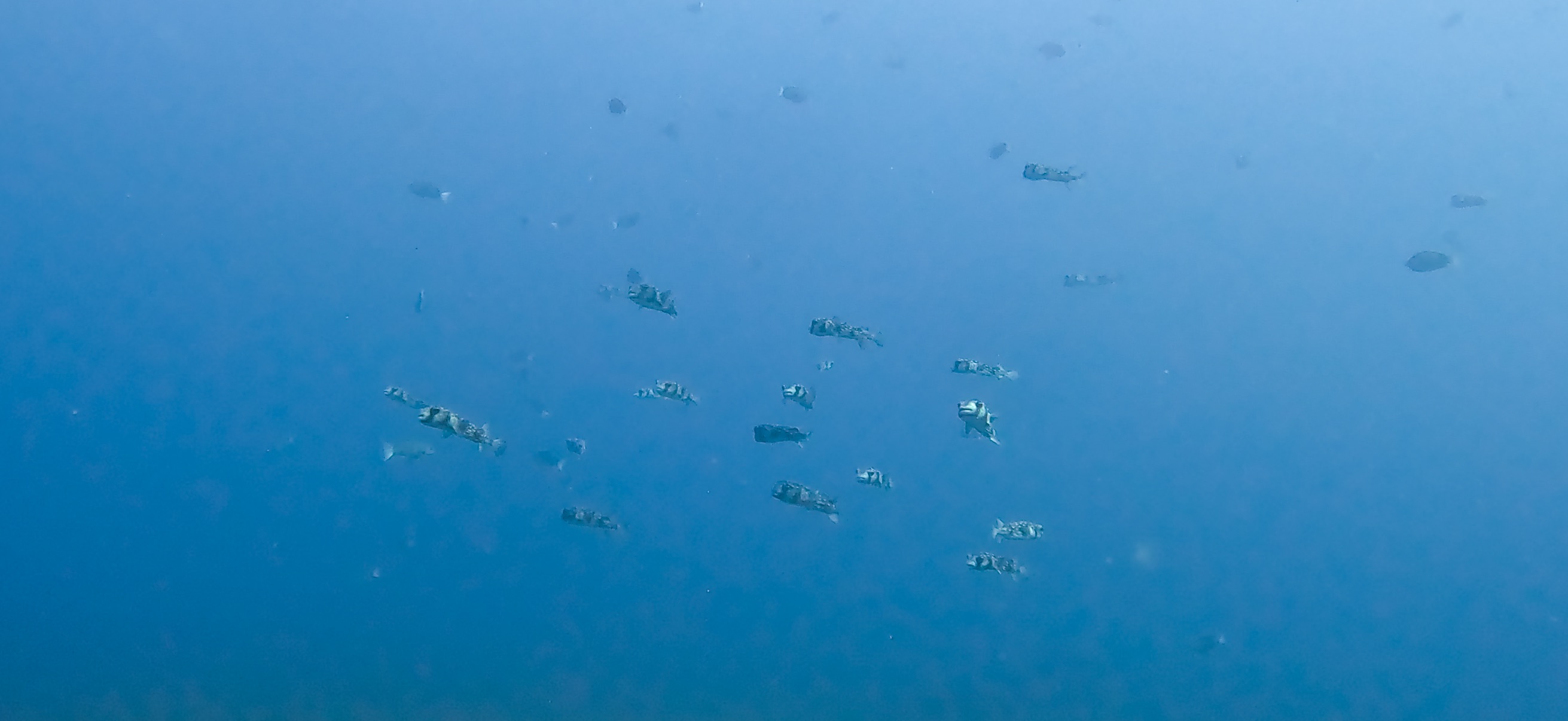 イシガキフグ 伊豆大島 ( Oshima ) でダイビング 20260221-20260223