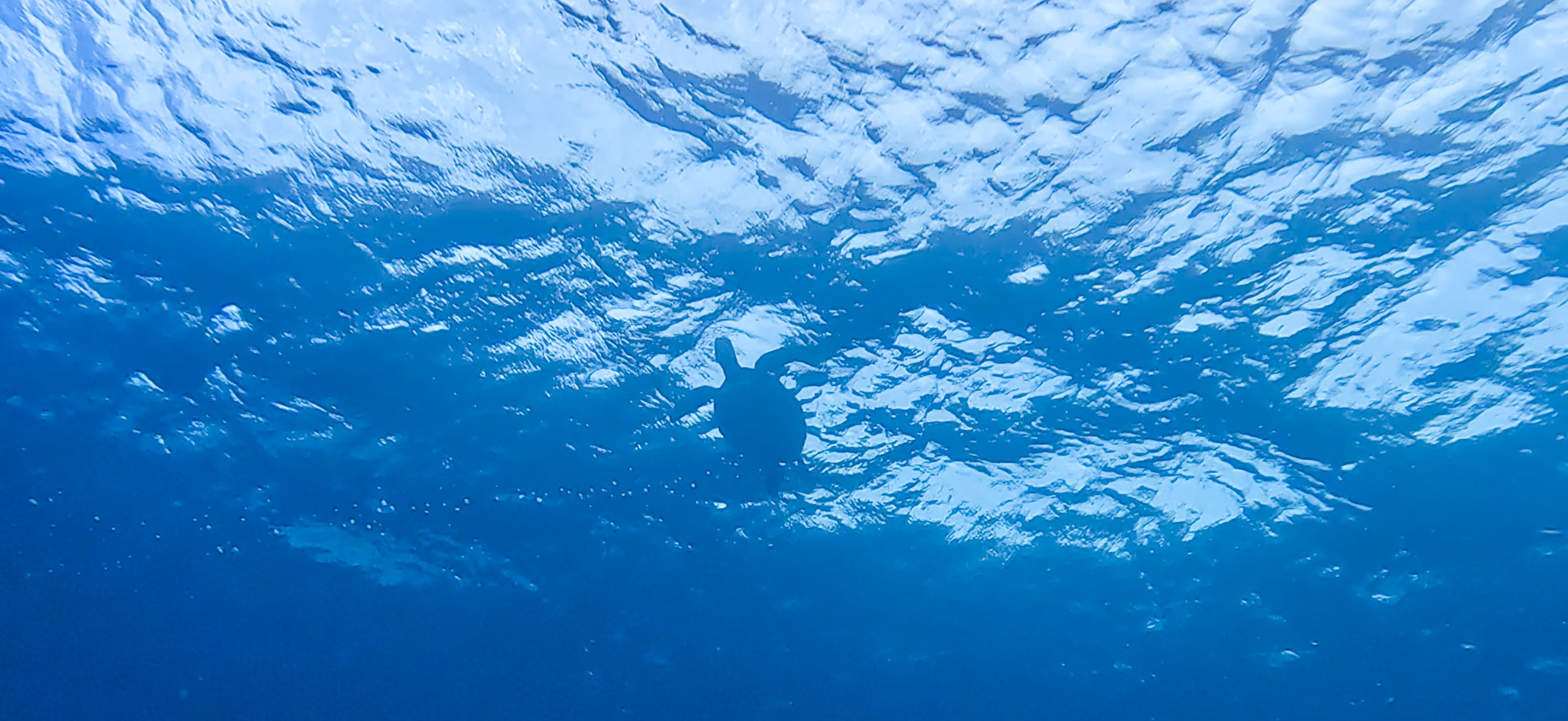 ウミガメ 伊豆大島 ( Oshima ) でダイビング 20260221-20260223
