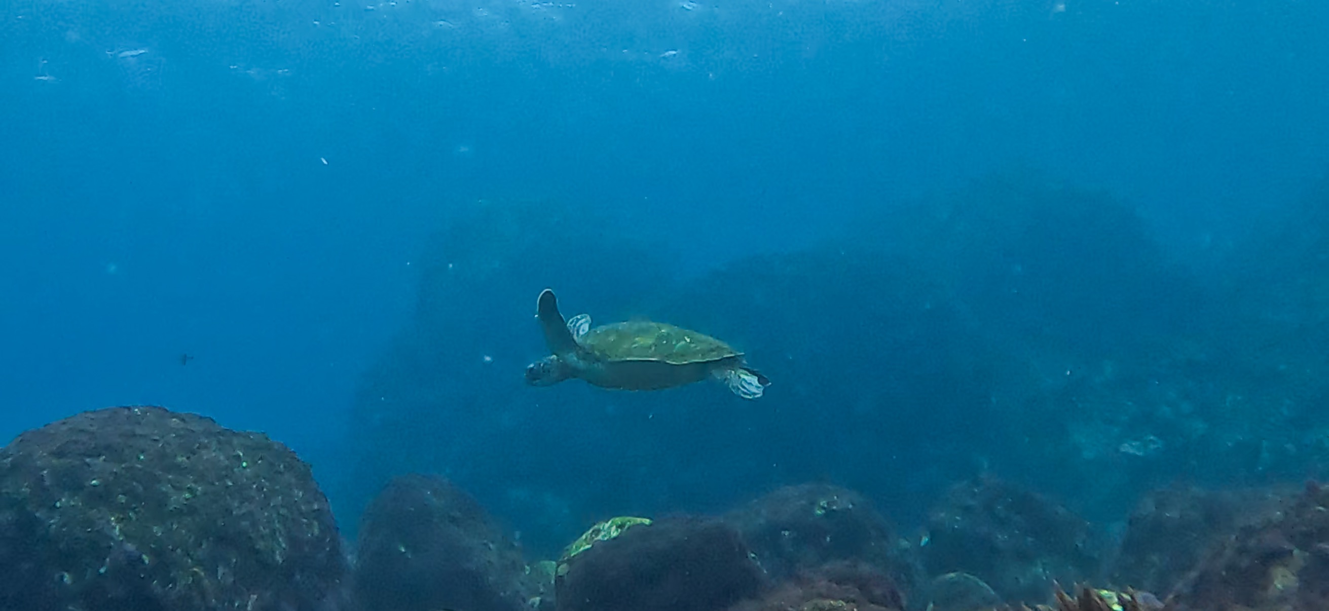 ウミガメ 伊豆大島 ( Oshima ) でダイビング 20260221-20260223