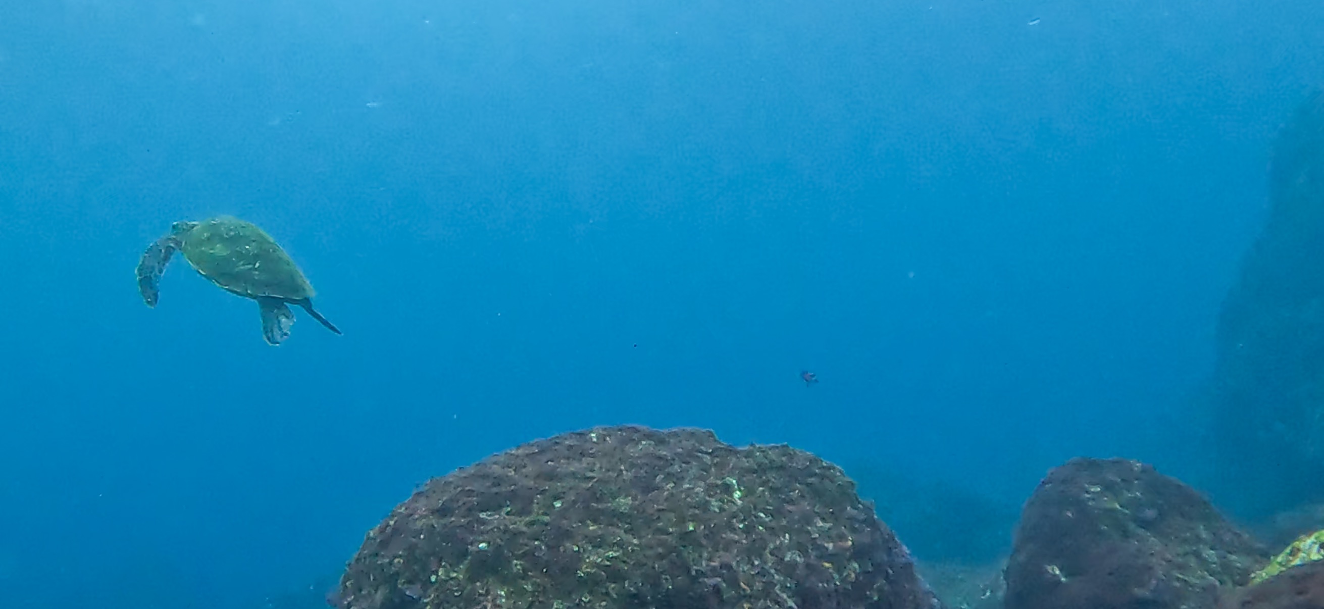 ウミガメ 伊豆大島 ( Oshima ) でダイビング 20260221-20260223