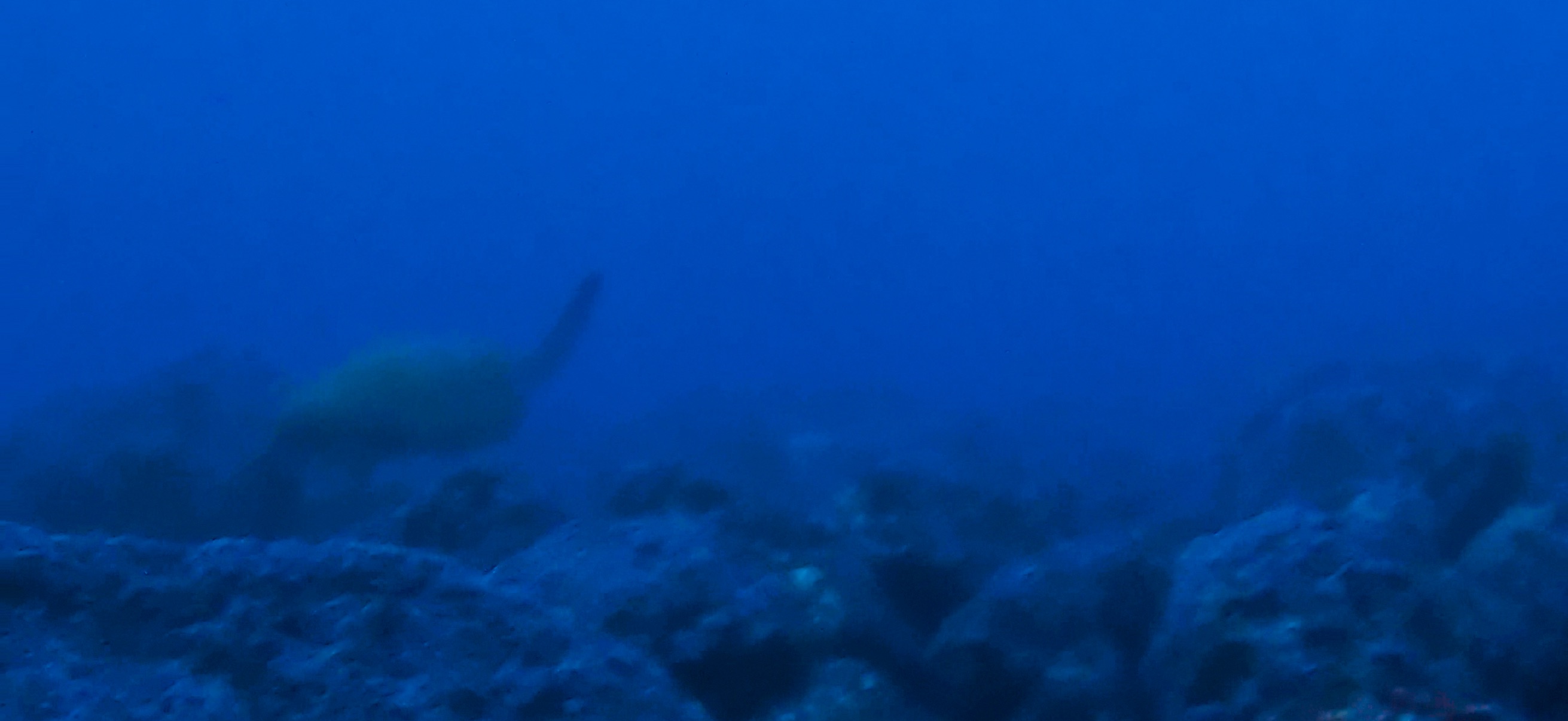 ウミガメ 伊豆大島 ( Oshima ) でダイビング 20260221-20260223