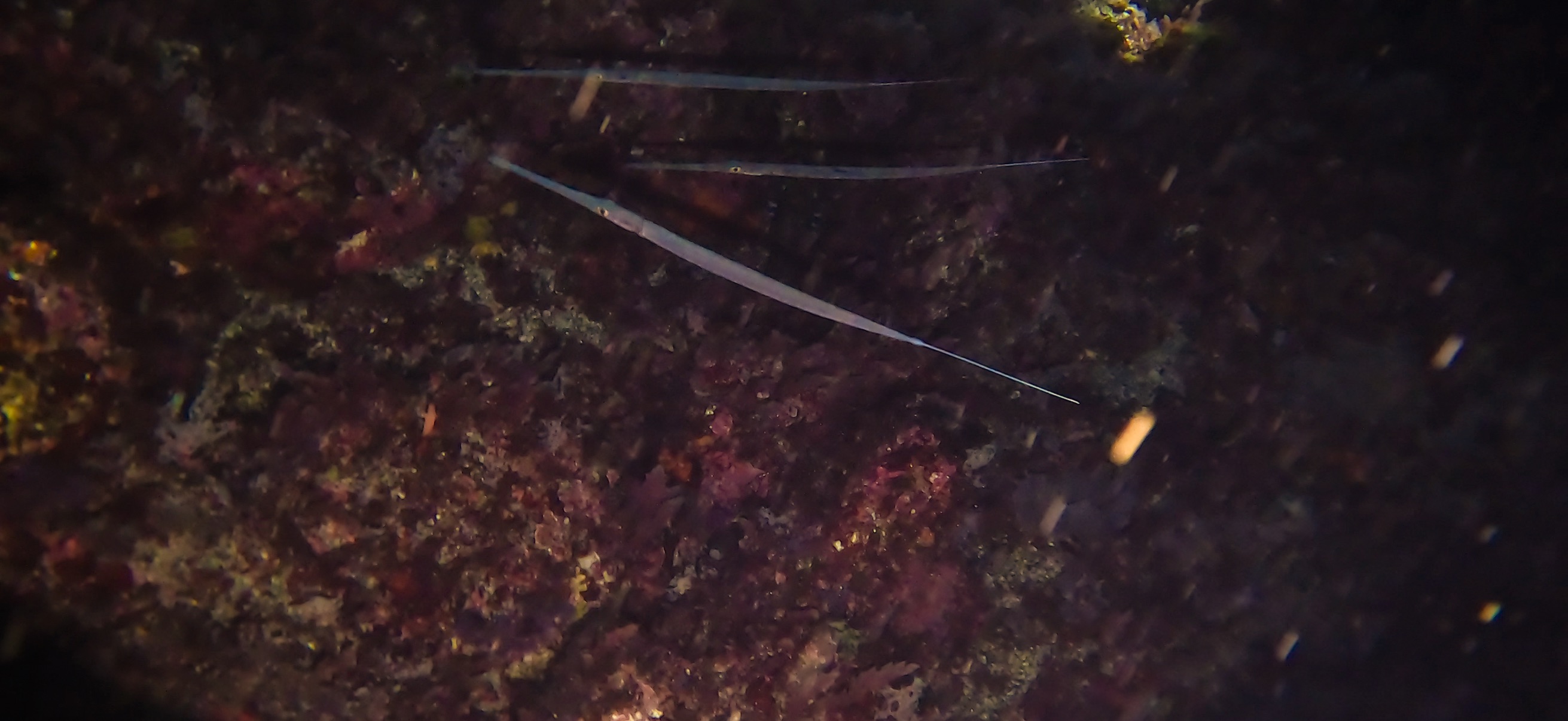 アオヤガラ 伊豆大島 ( Oshima ) でダイビング 20260221-20260223