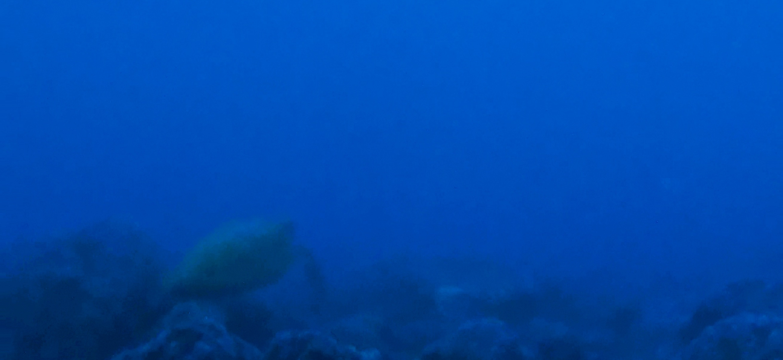 ウミガメ 伊豆大島 ( Oshima ) でダイビング 20260221-20260223