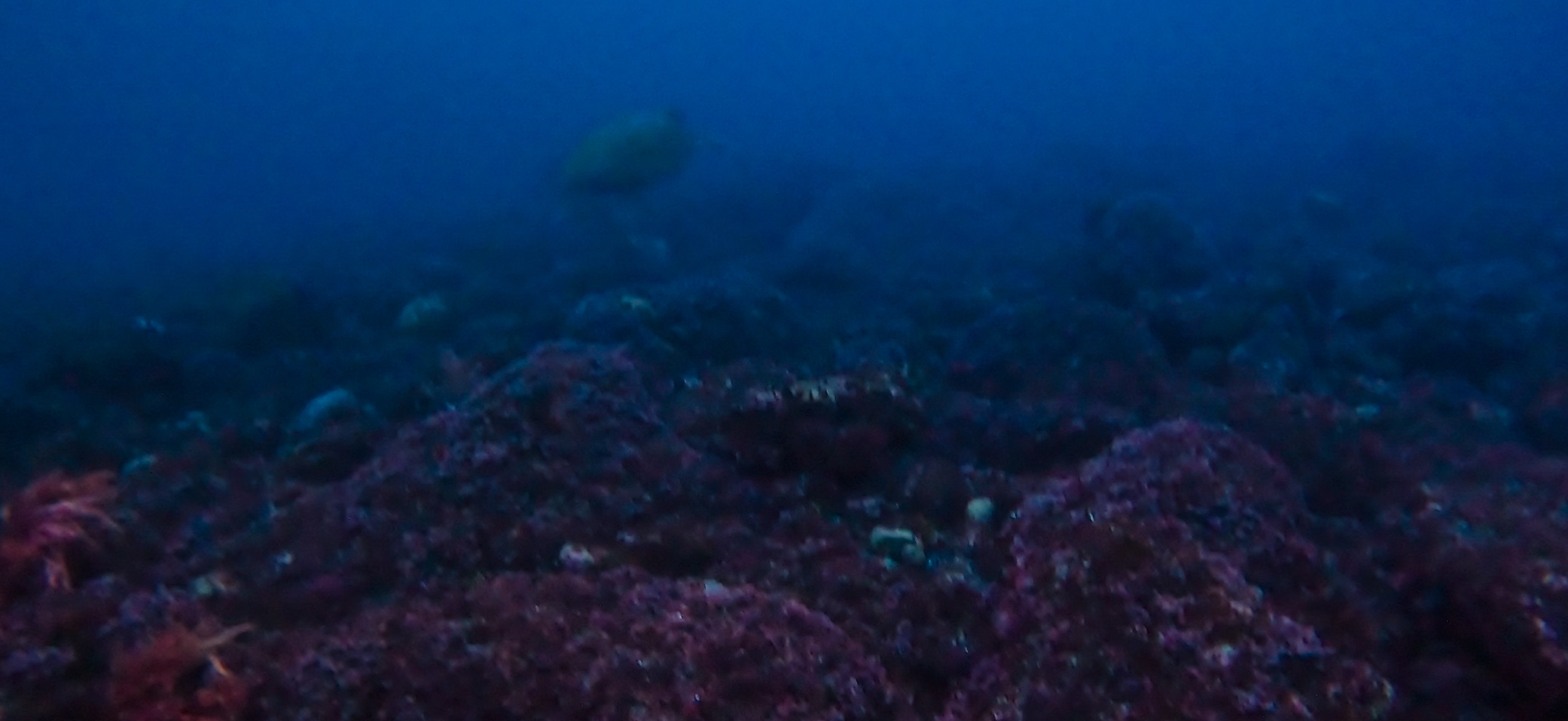 ウミガメ 伊豆大島 ( Oshima ) でダイビング 20260221-20260223