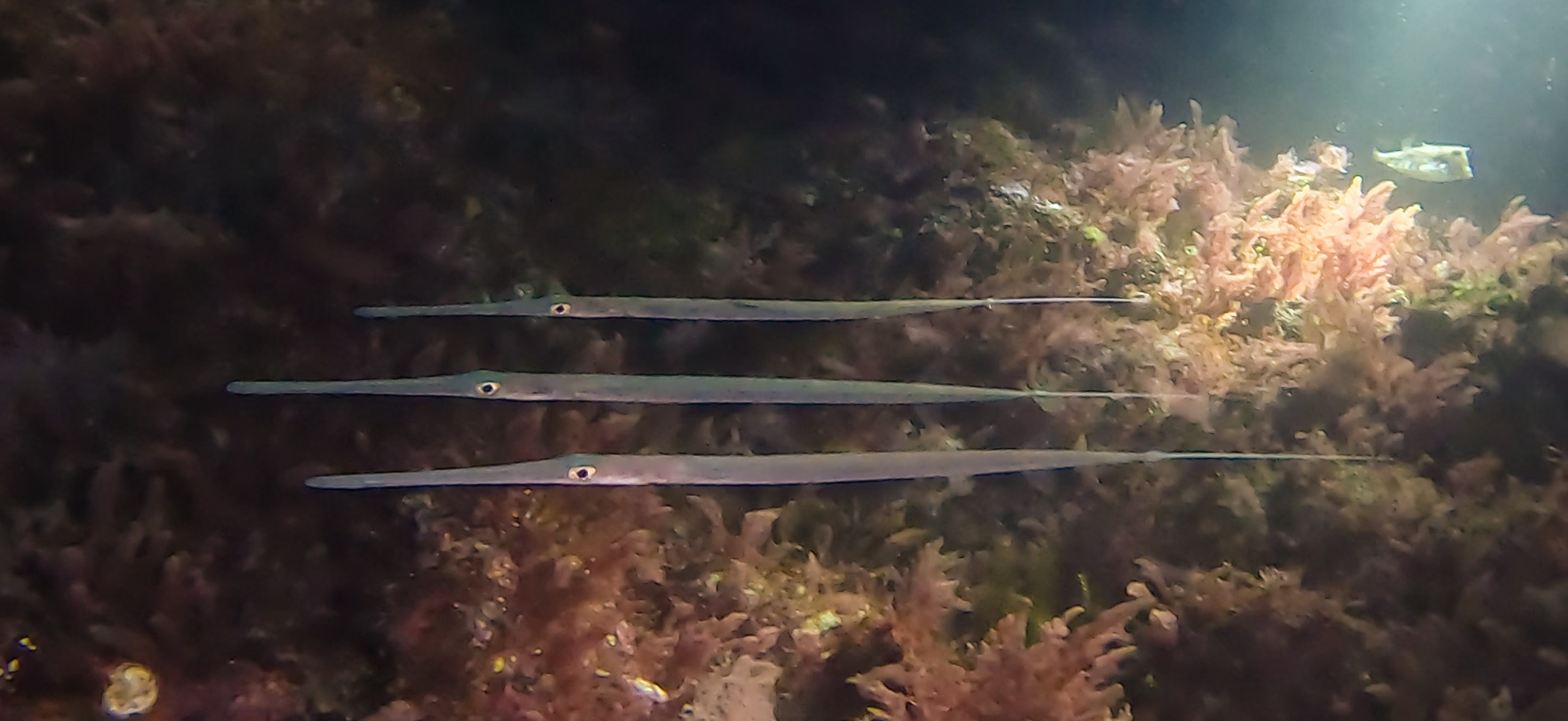 アオヤガラ 伊豆大島 ( Oshima ) でダイビング 20260221-20260223