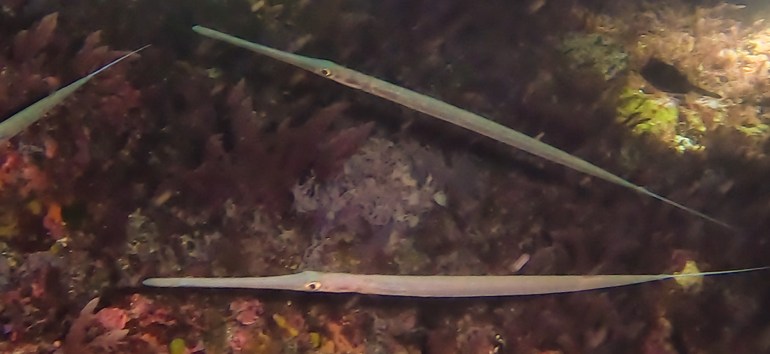 アオヤガラ 伊豆大島 ( Oshima ) でダイビング 20260221-20260223