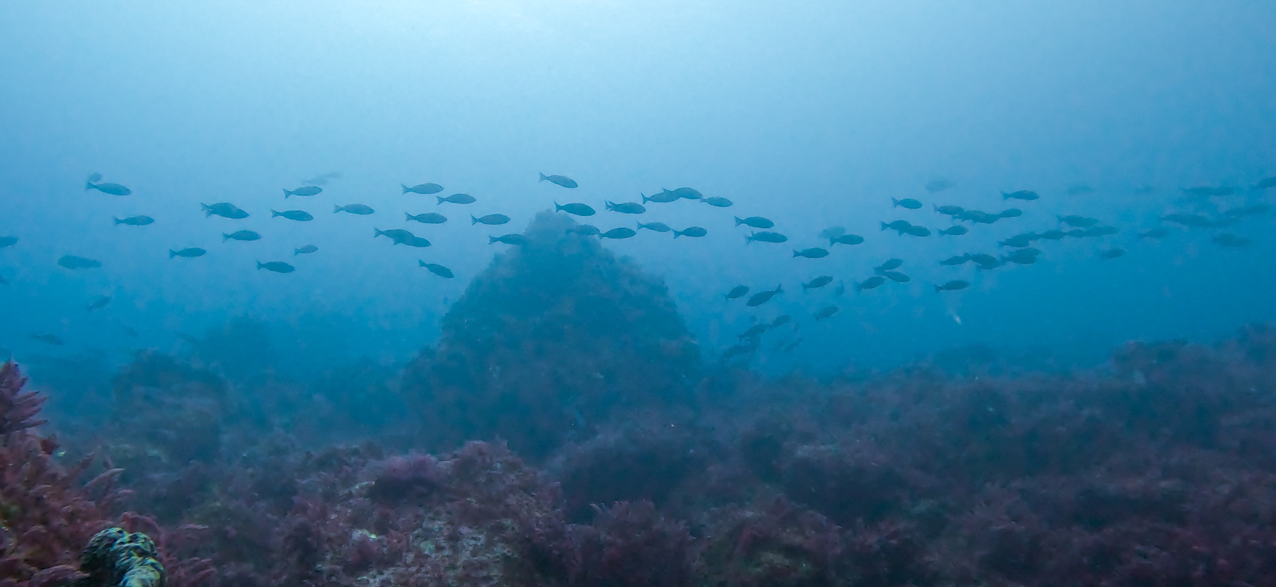伊豆大島 ( Oshima ) でダイビング 20260221-20260223
