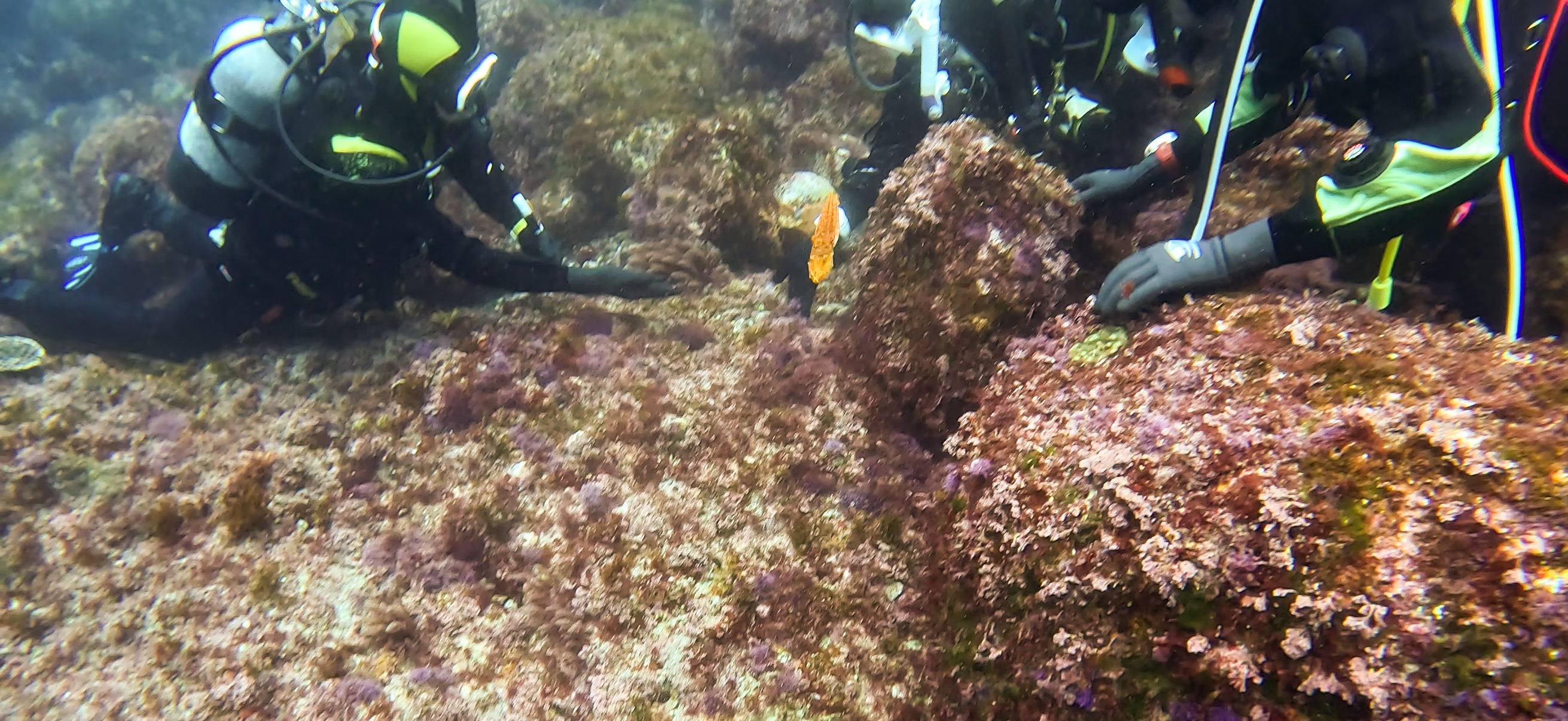 ヒョウモンダコ 伊豆大島 ( Oshima ) でダイビング 20260221-20260223