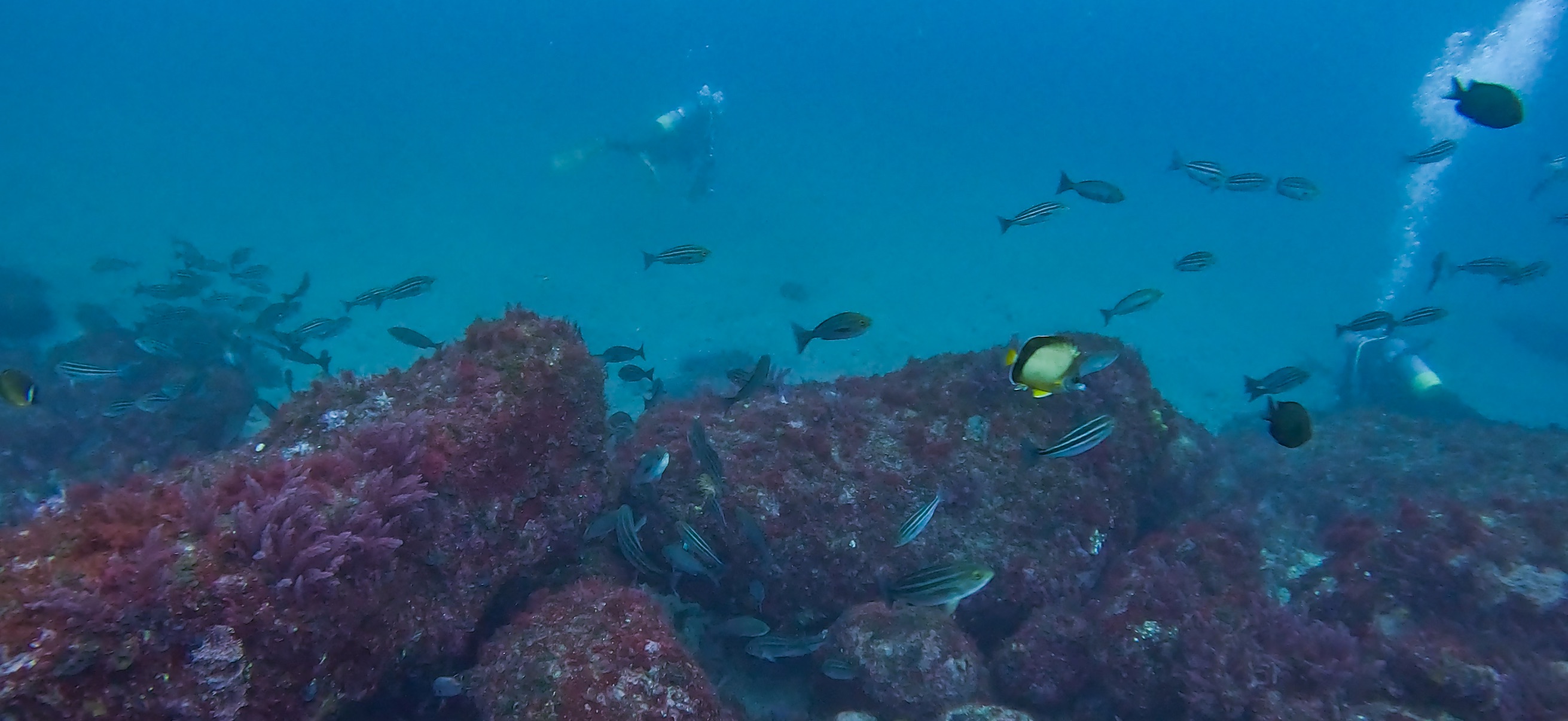 伊豆大島 ( Oshima ) でダイビング 20260221-20260223