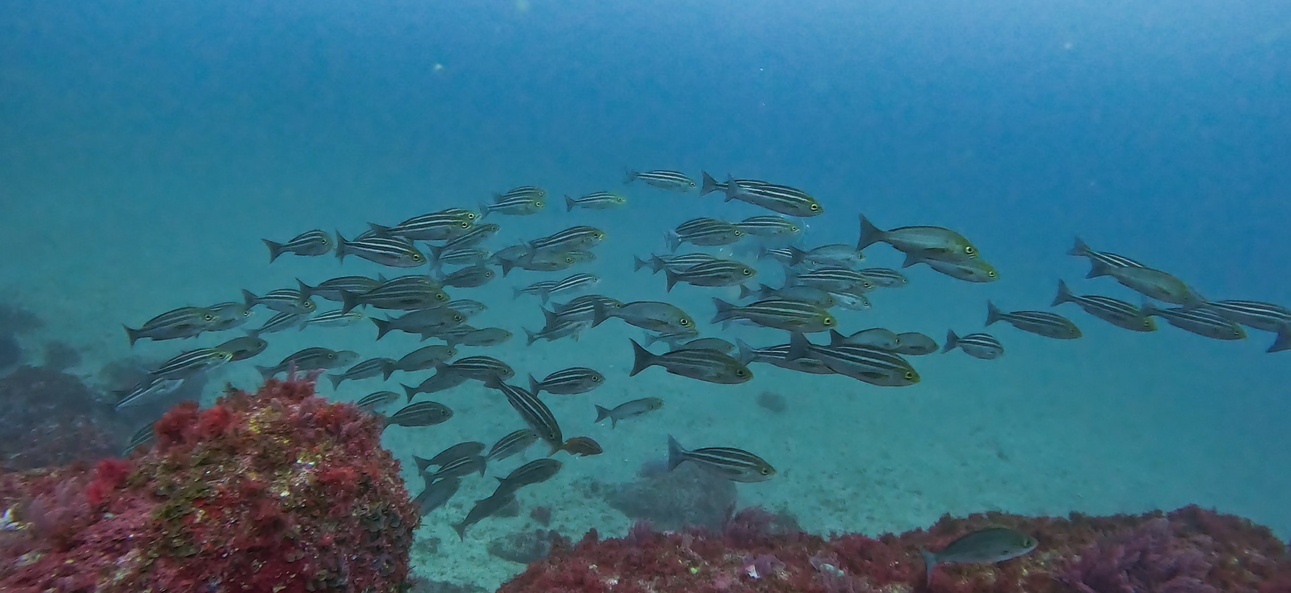 イサキの群れ 伊豆大島 ( Oshima ) でダイビング 20260221-20260223