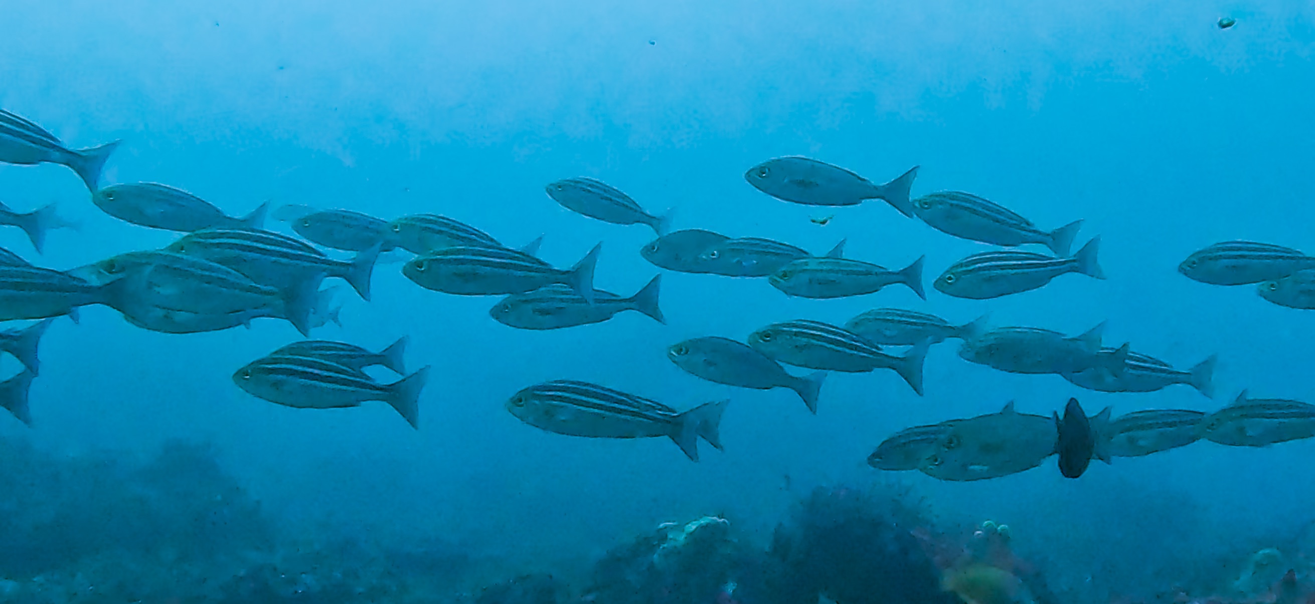 イサキの群れ 伊豆大島 ( Oshima ) でダイビング 20260221-20260223