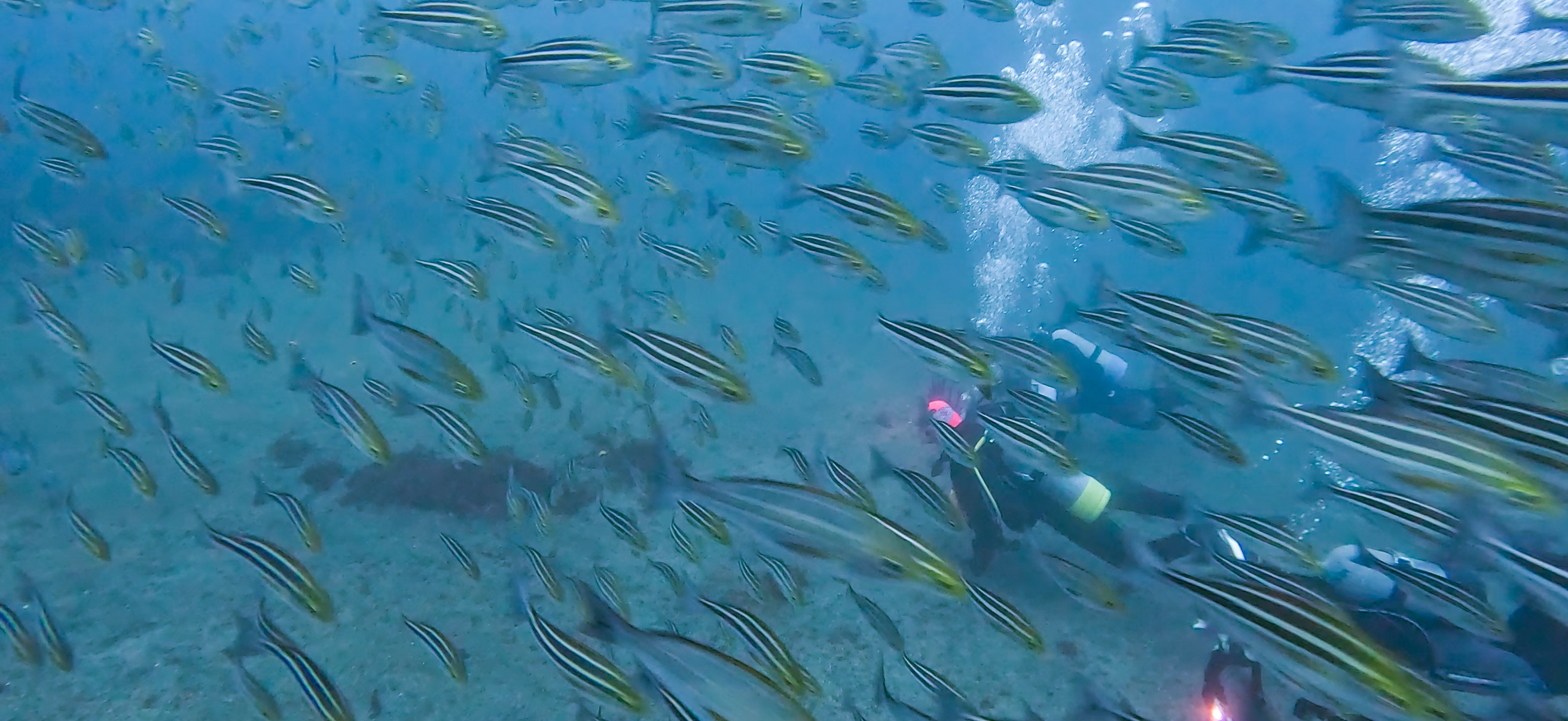 イサキの群れ 伊豆大島 ( Oshima ) でダイビング 20260221-20260223