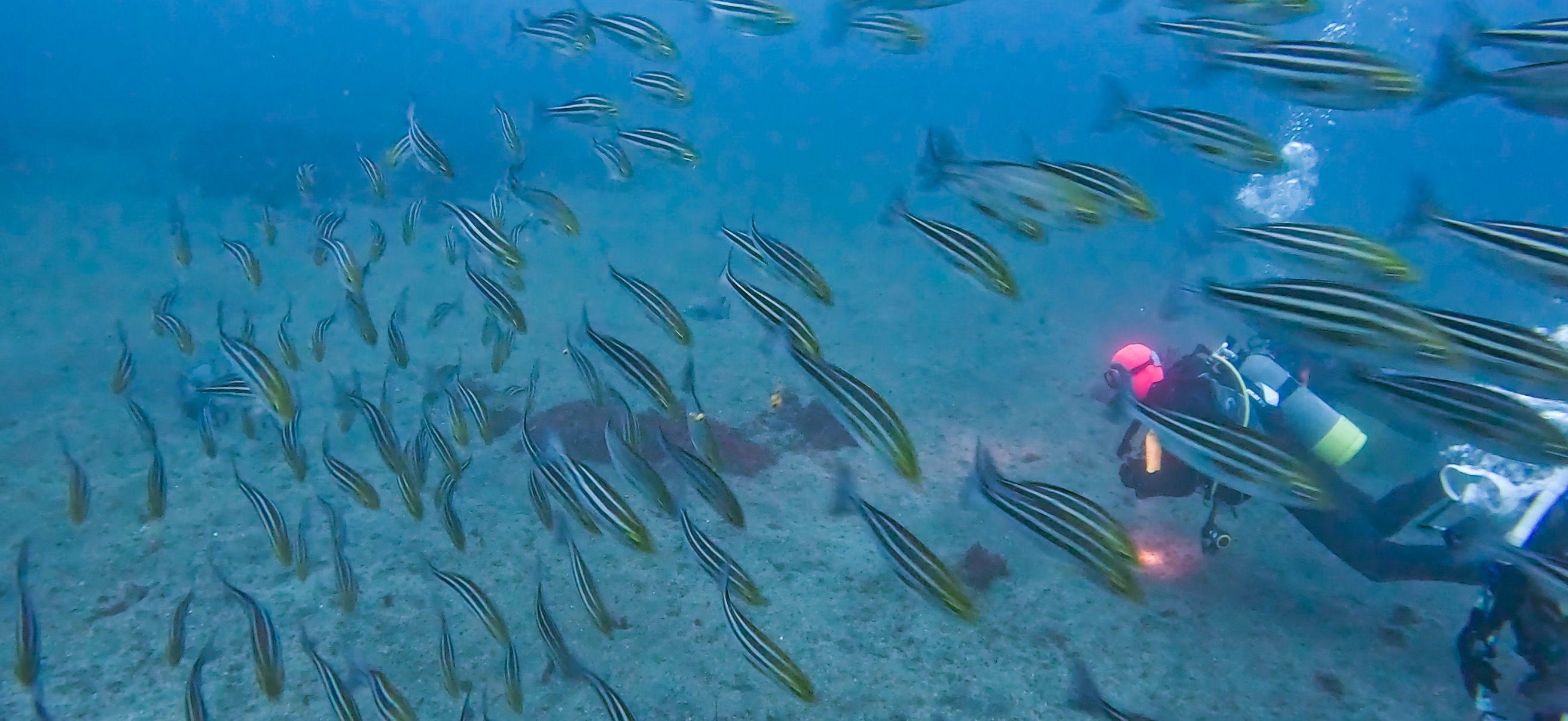 イサキの群れ 伊豆大島 ( Oshima ) でダイビング 20260221-20260223