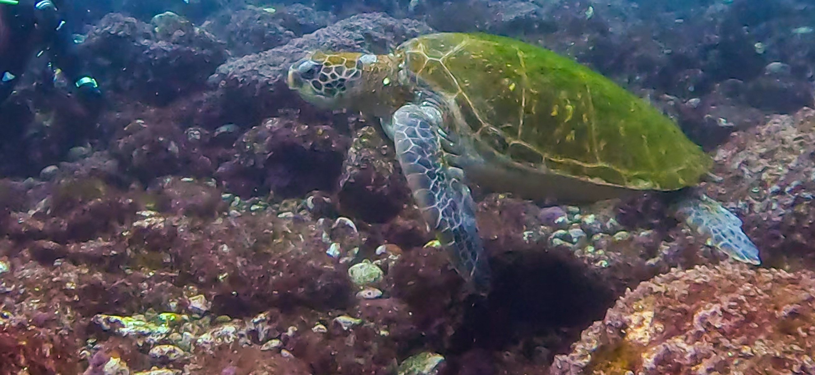 ウミガメ 伊豆大島 ( Oshima ) でダイビング 20260221-20260223