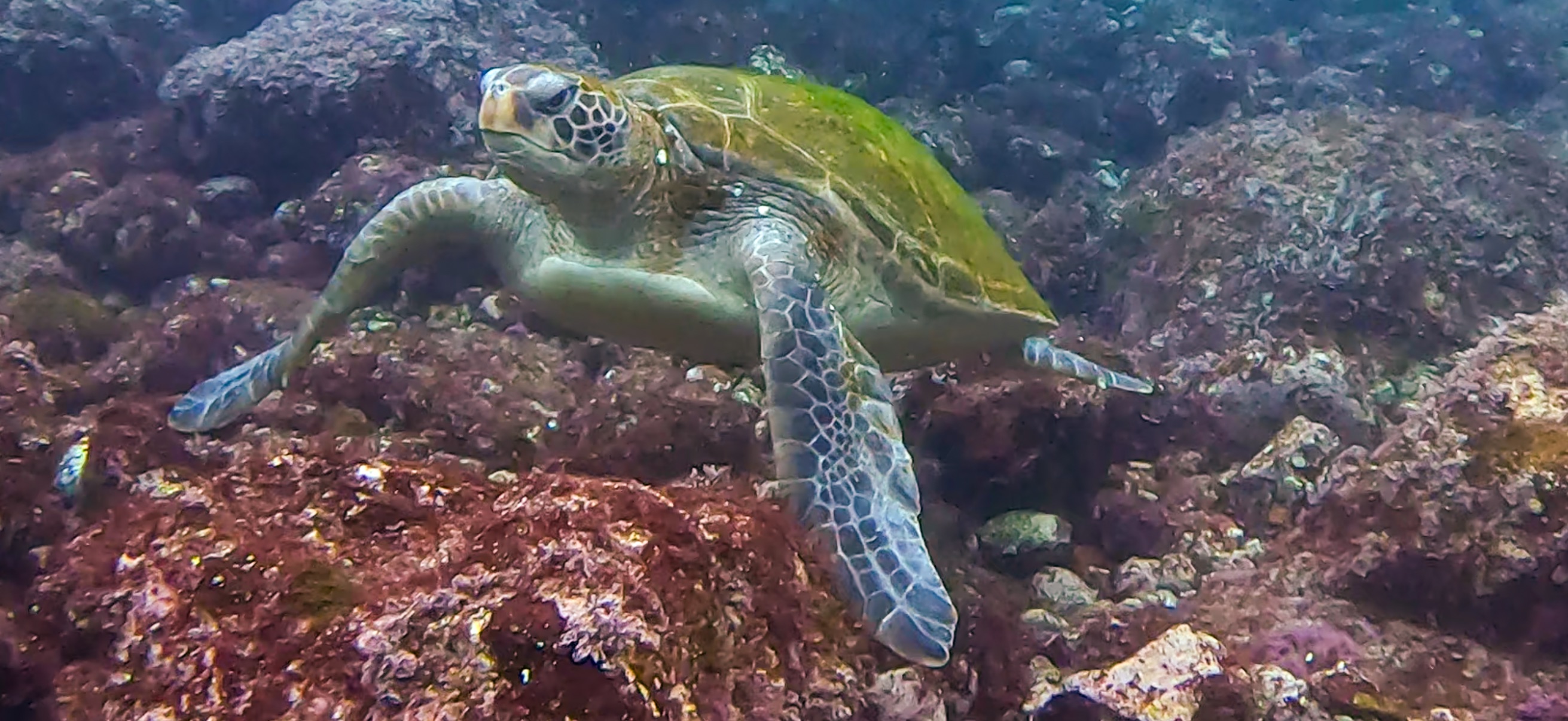 ウミガメ 伊豆大島 ( Oshima ) でダイビング 20260221-20260223