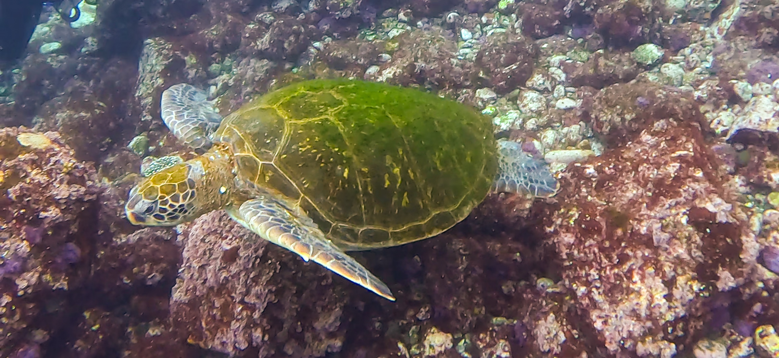 ウミガメ 伊豆大島 ( Oshima ) でダイビング 20260221-20260223